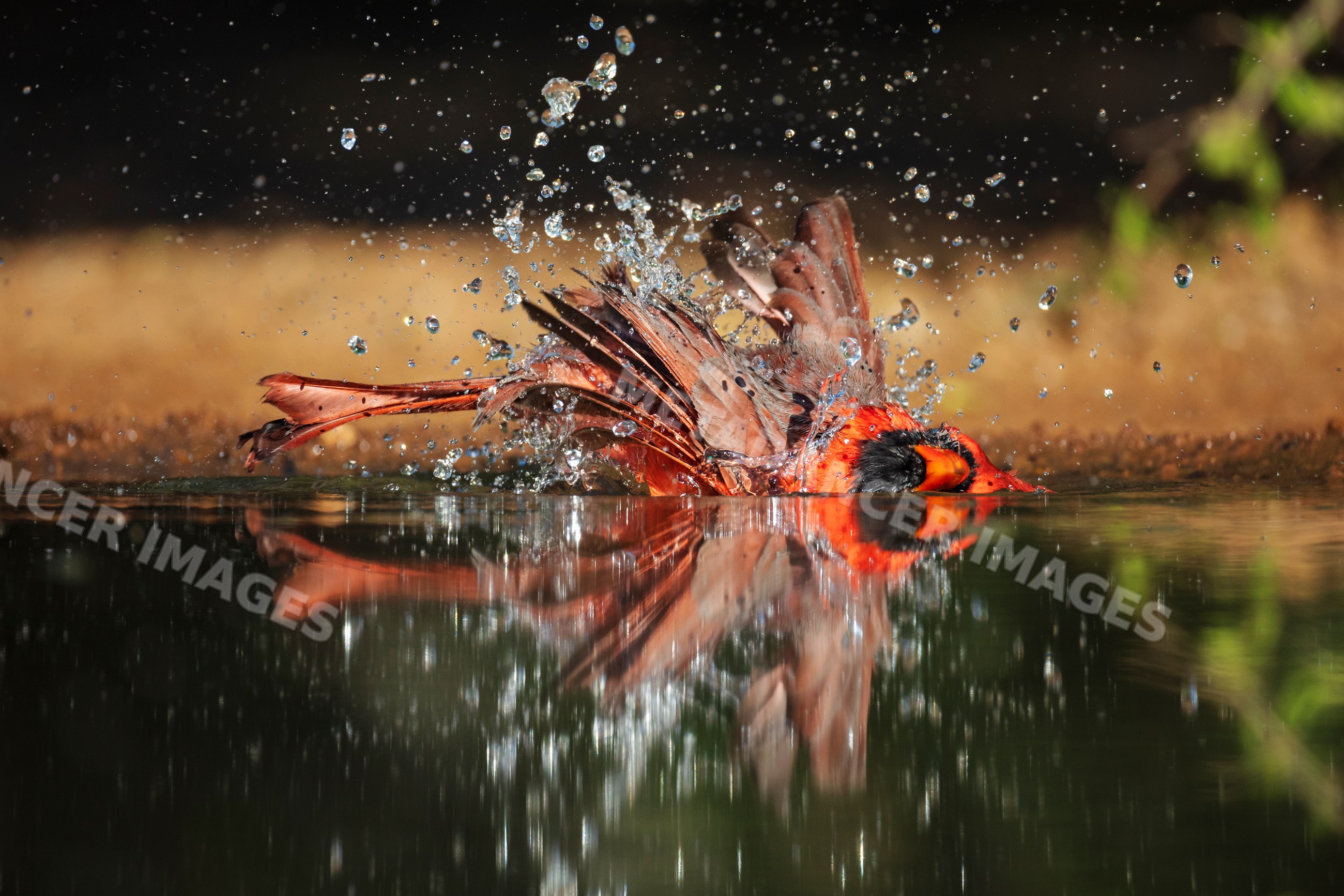 Male Cardinal bathing in water at santa clara Ranch, Texas, USA
