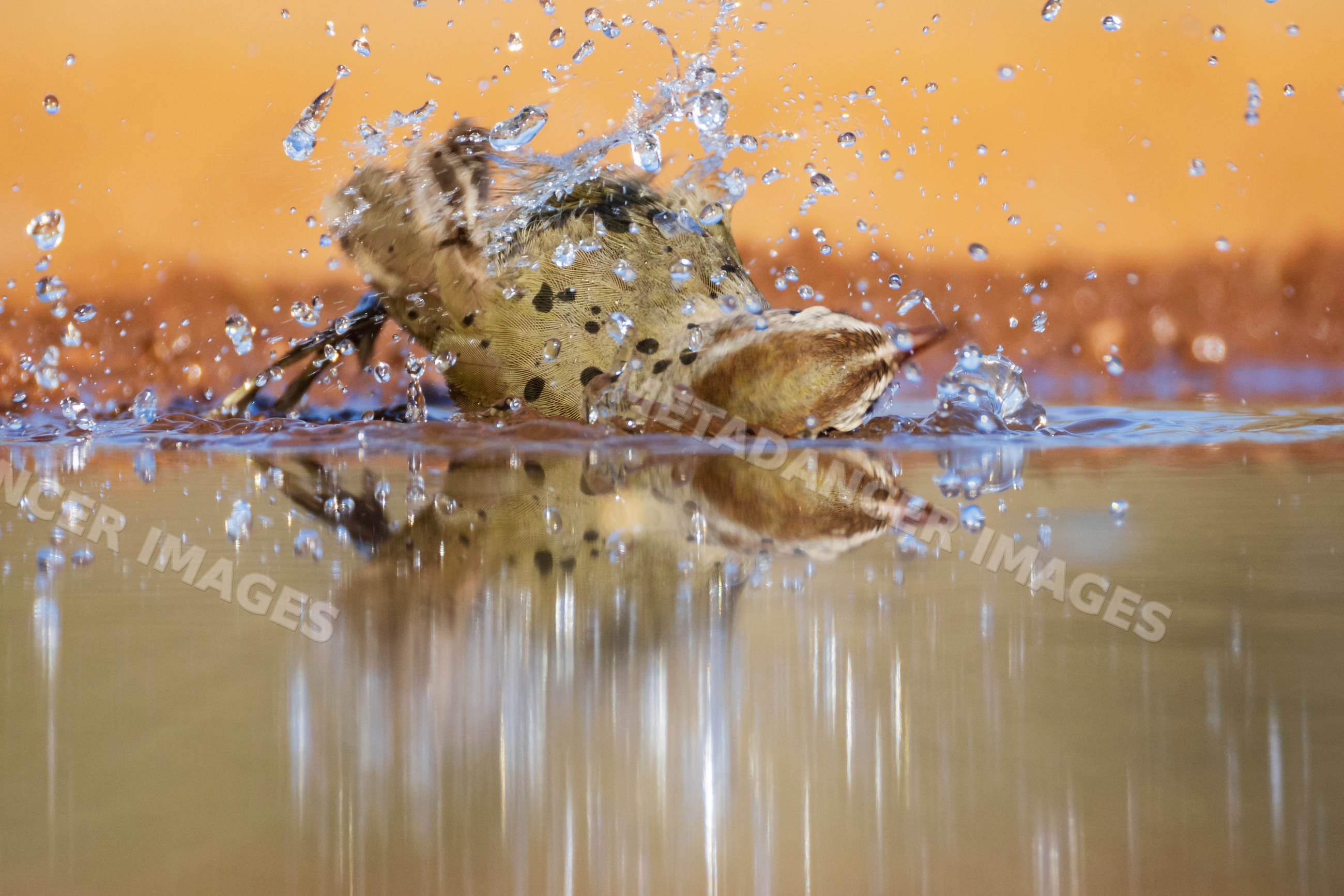 Olive sparrow bathing with splash