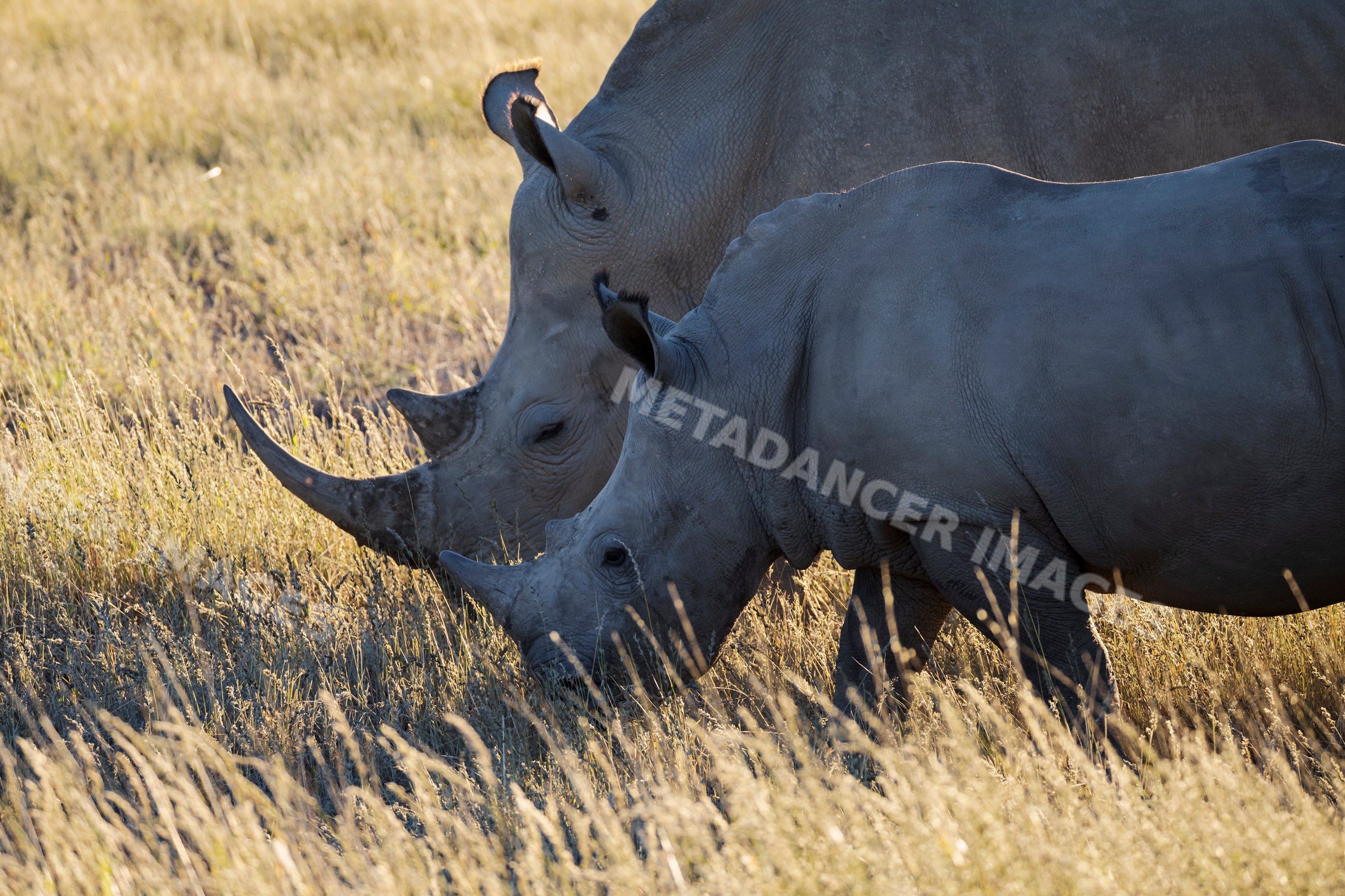 Rhinoceros and young grazing in namibian grassland