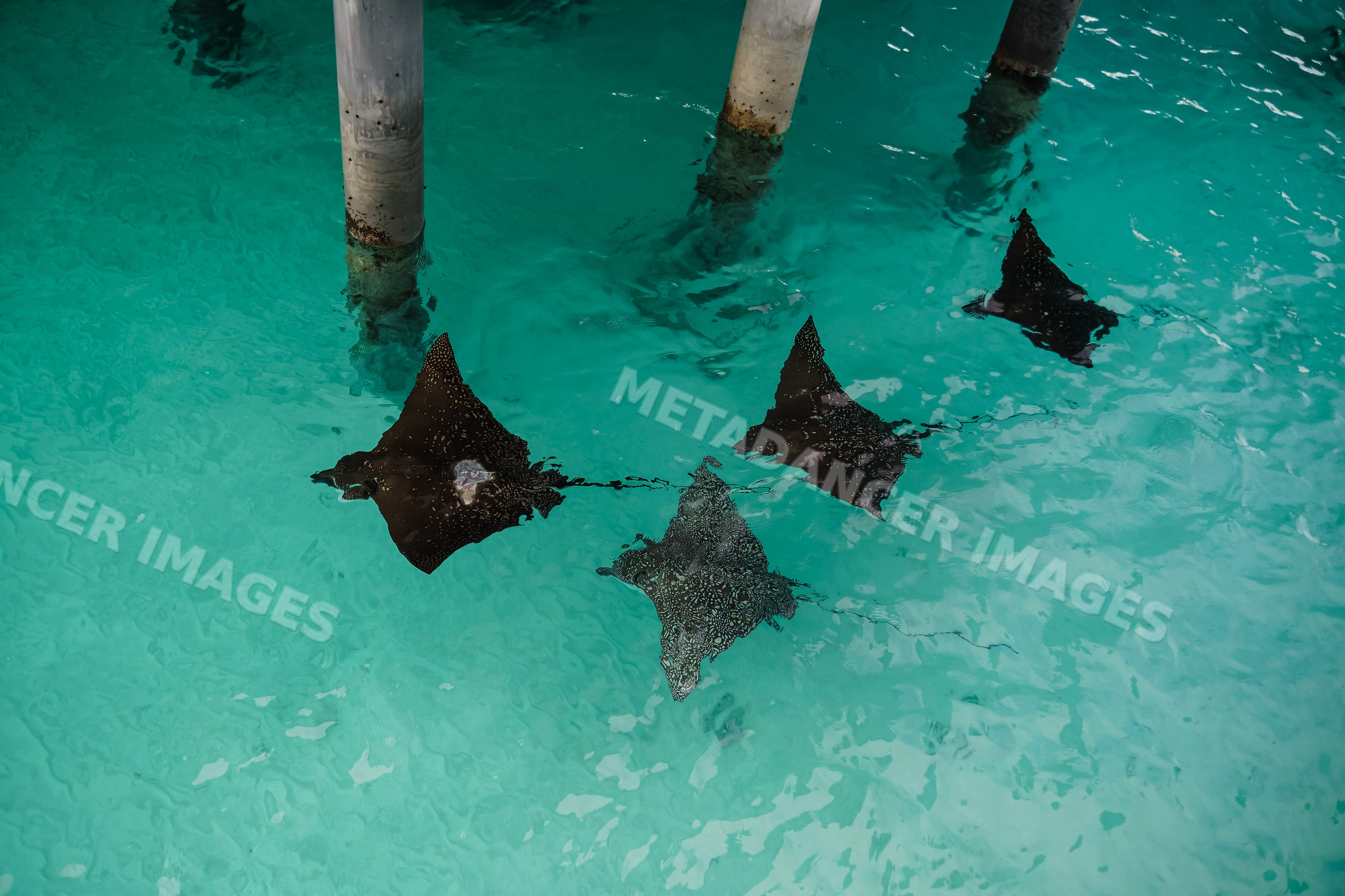 Spotted eagle rays swimming