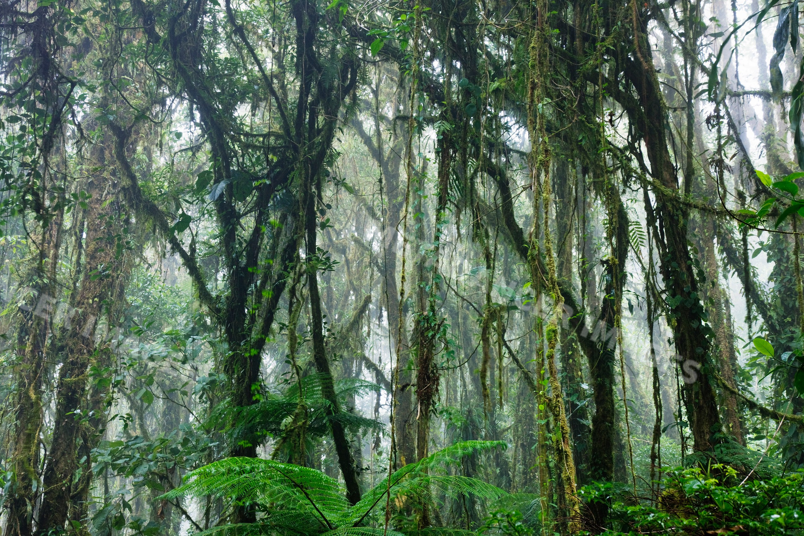 Cloud forest with mossy trees and tropical plants, costa rica