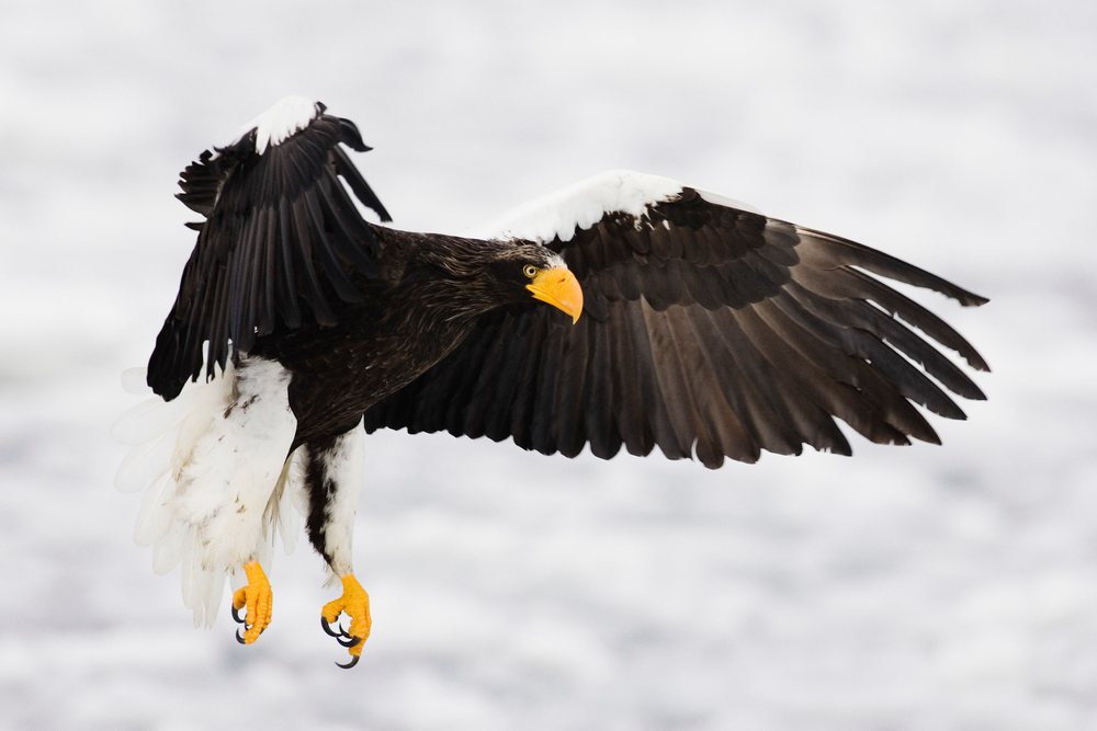 Steller's sea eagle in flight over snowy shiretoko peninsula