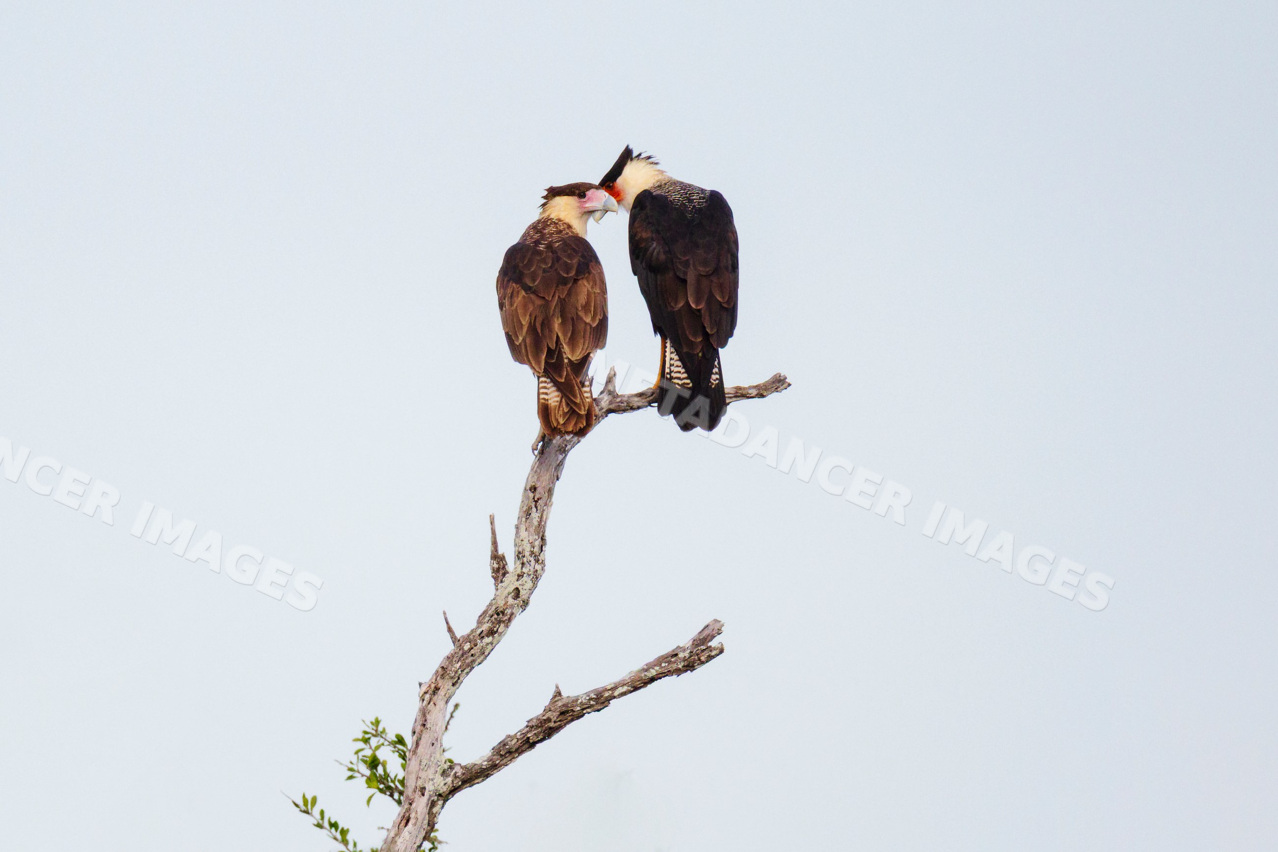 Caracara pair perched on dry branch in Texas Ranch