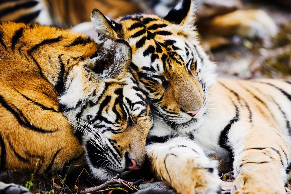Two tigers sleeping peacefully in natural habitat