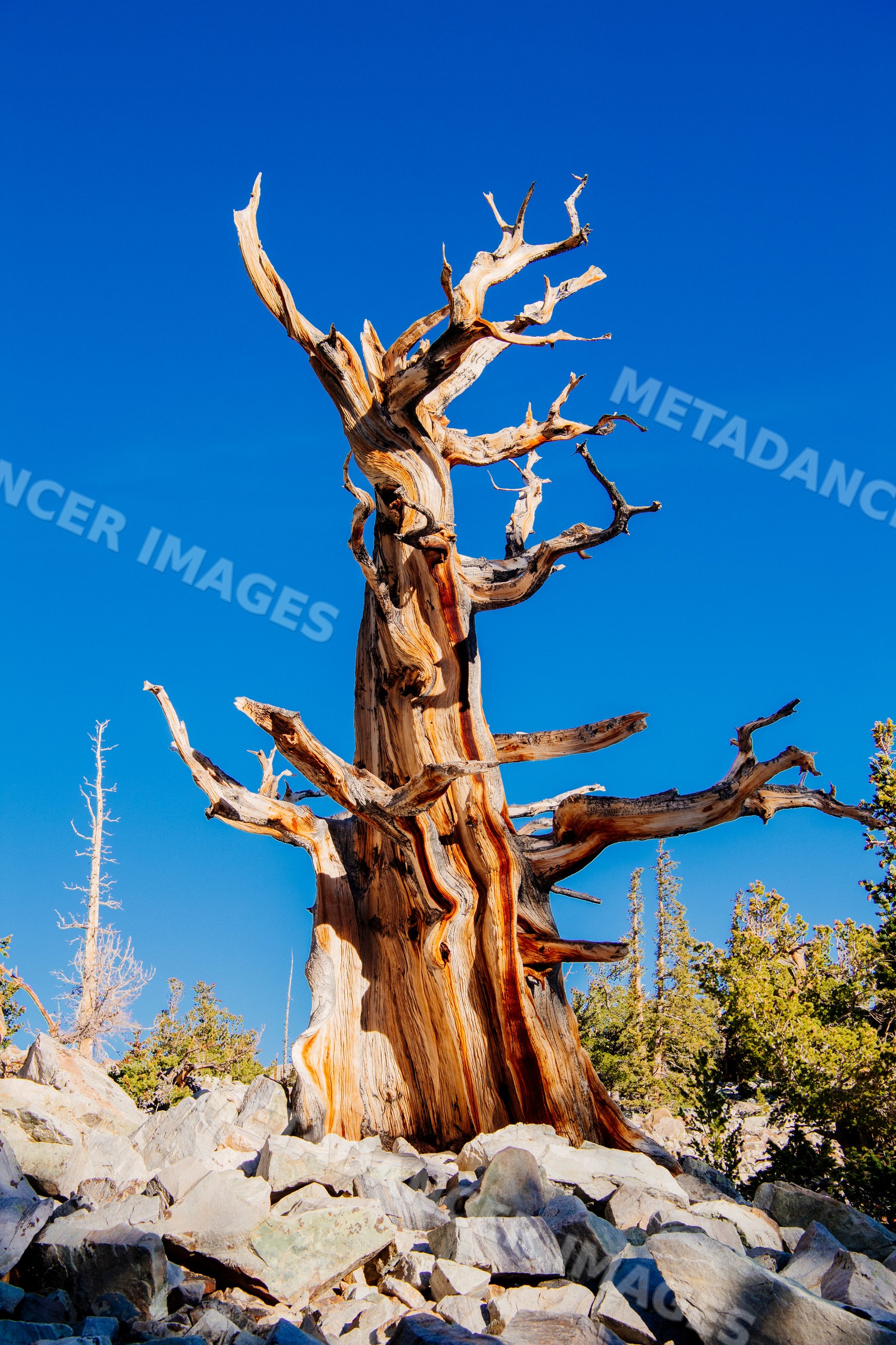 Dead bristlecone pine tree in rocky terrain under blue sky