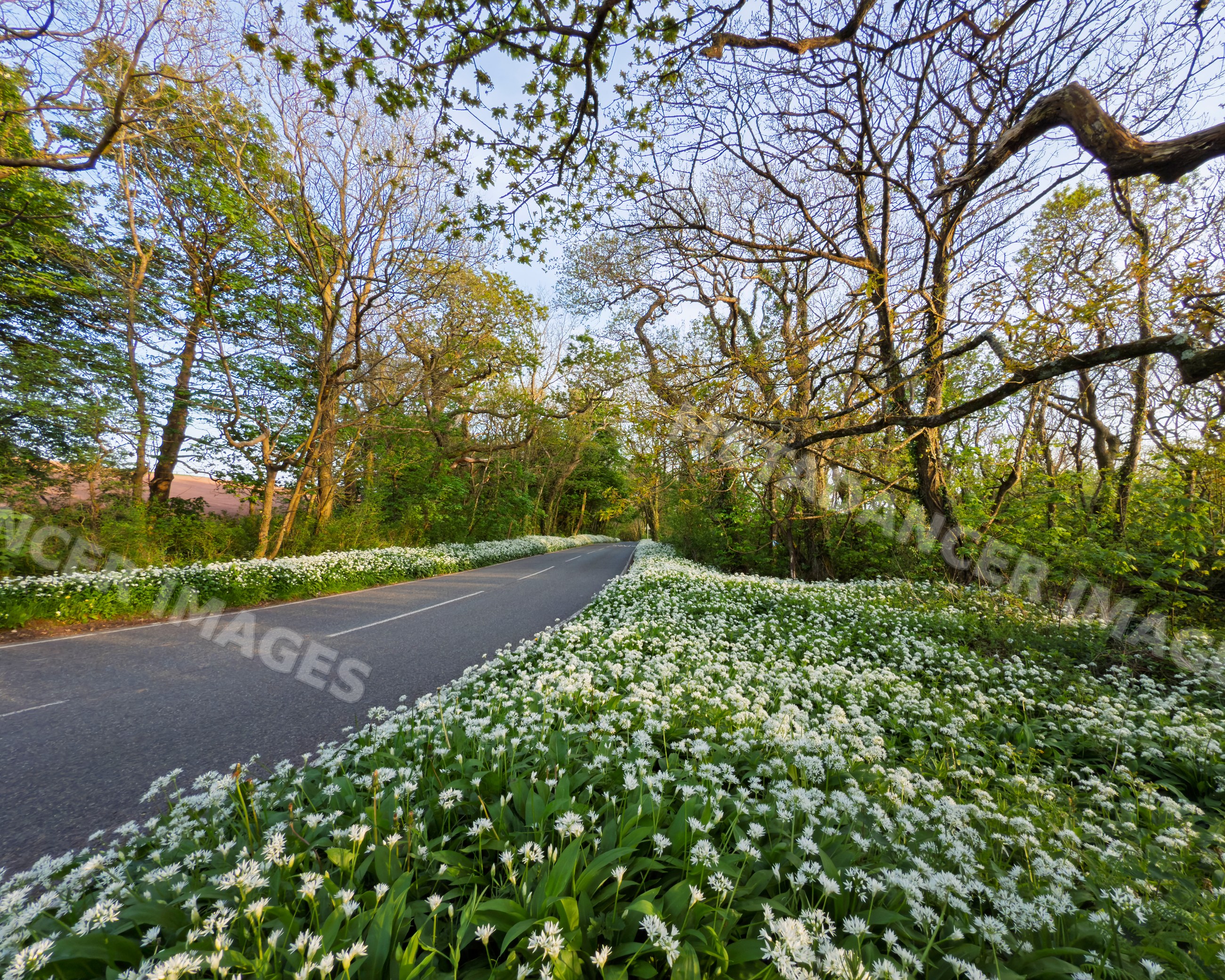 Wild garlic blooming along woodland road in petrox, pembrokeshire