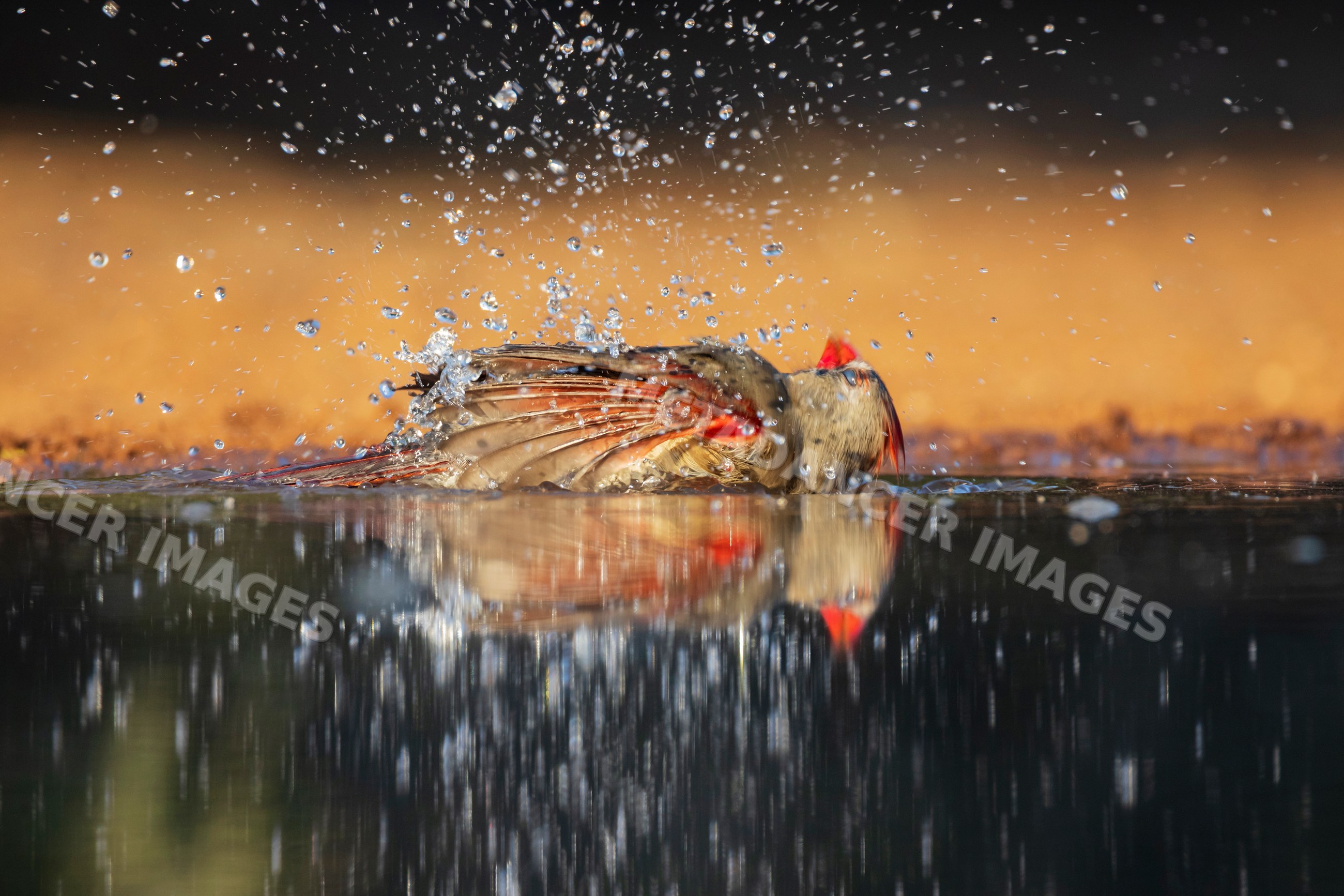 Female cardinal bathing in water at santa clara ranch, texas, USA