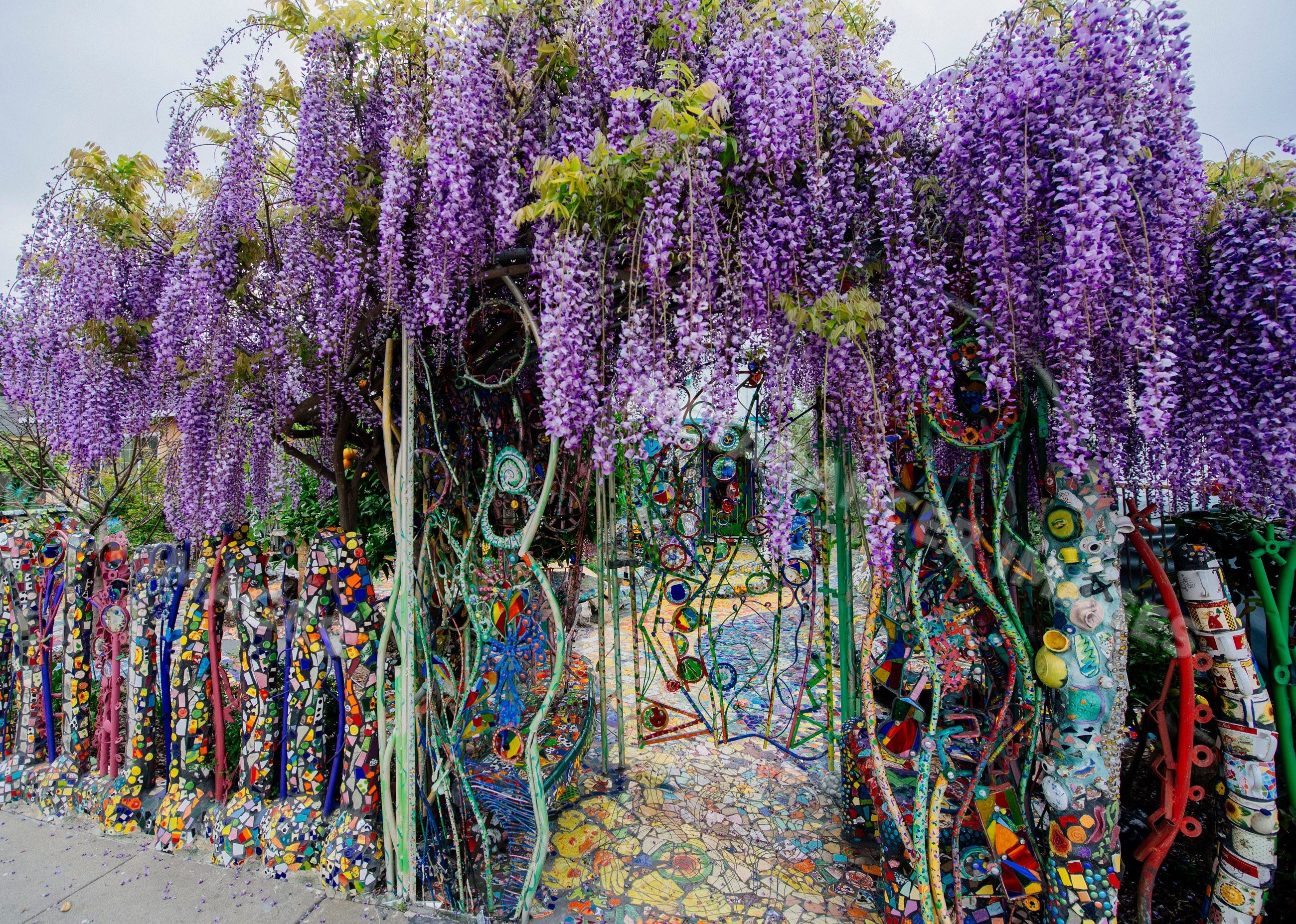 Wisteria blooming over colorful mosaic fence at garden entrance