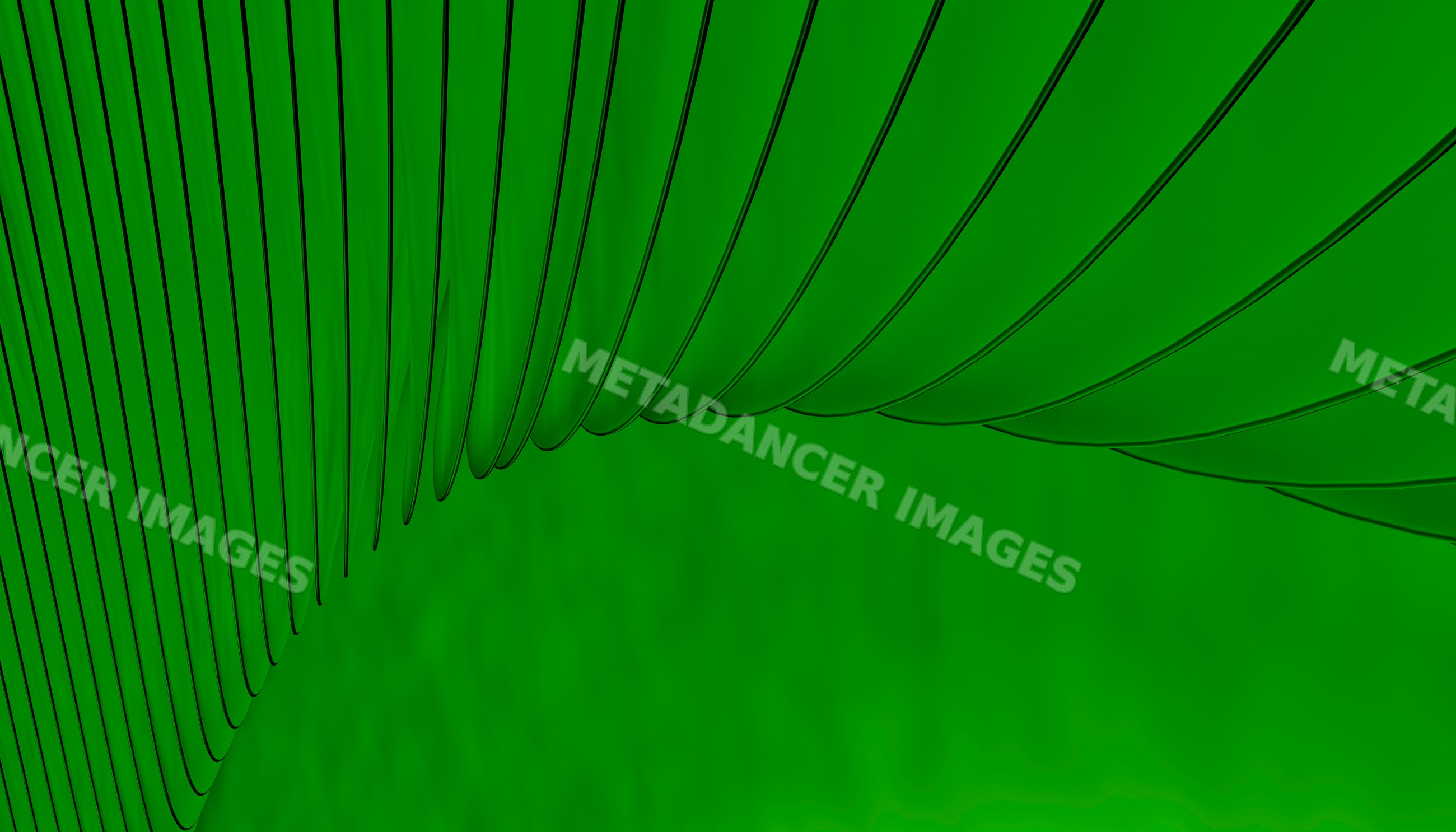 Close-up of green palm leaf with detailed texture and veins