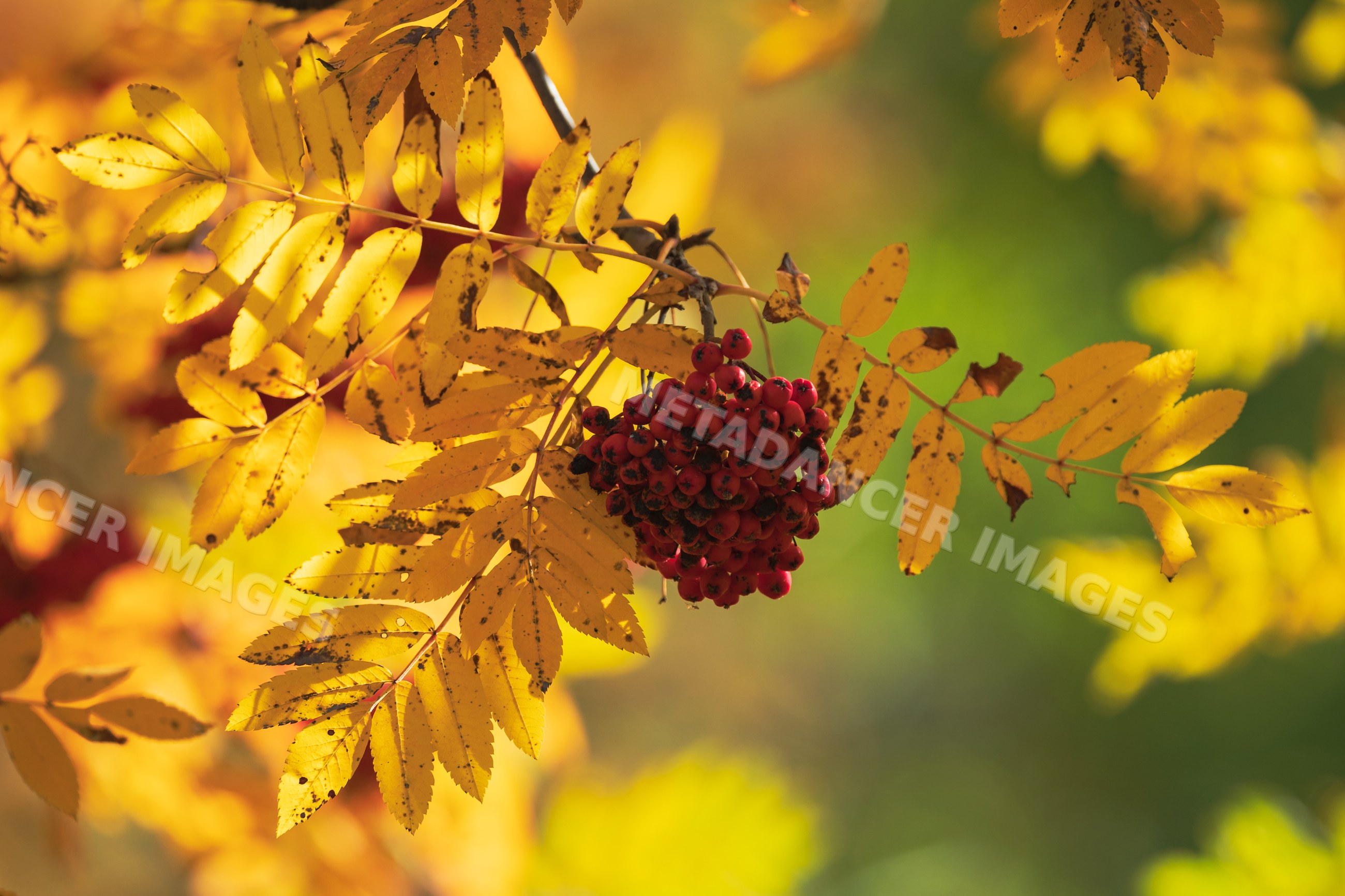 Rowan or Mountain Ash tree branch with autumn red Berries