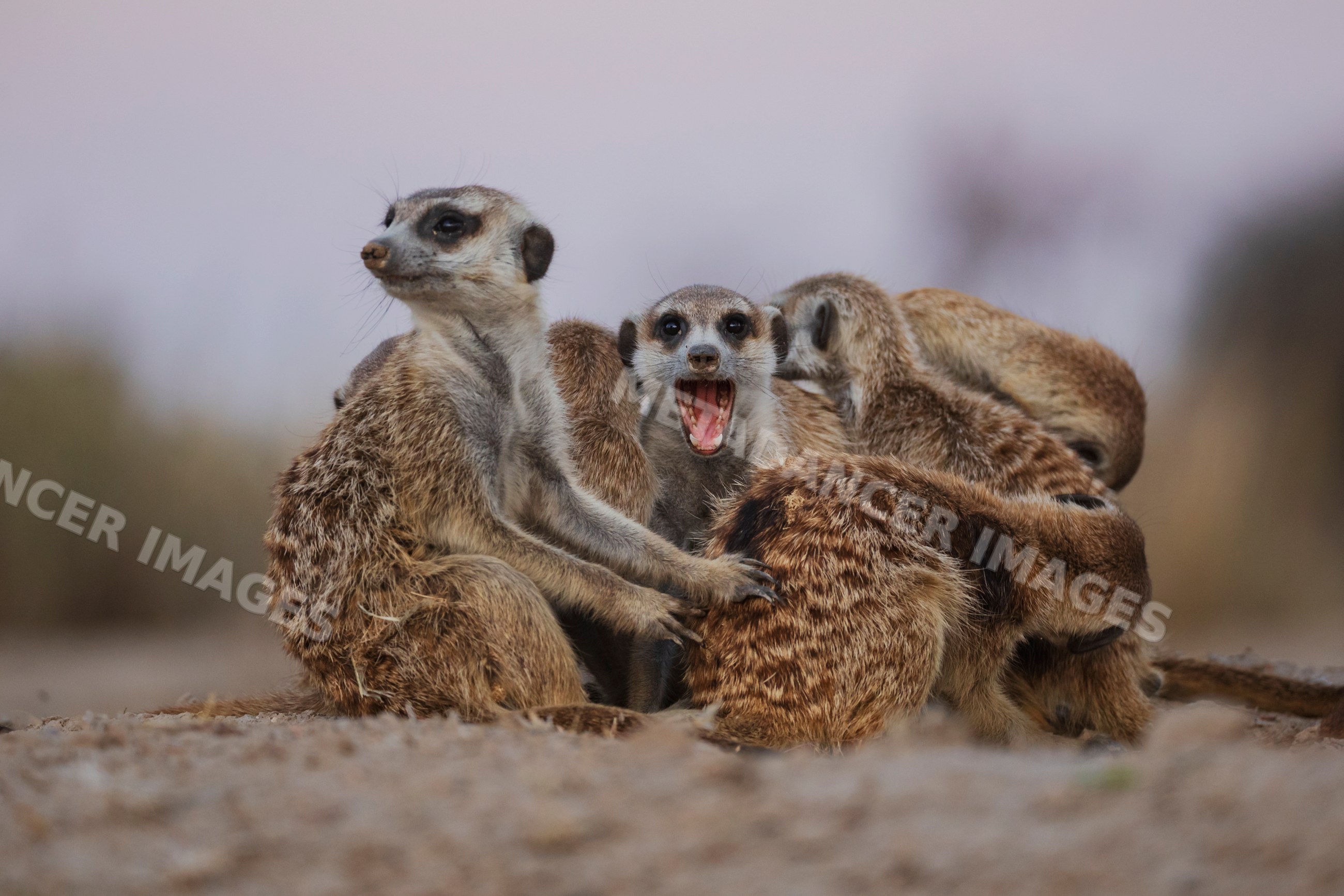 Meerkat huddle on sandy ground in South Africa's Kalahari Desert
