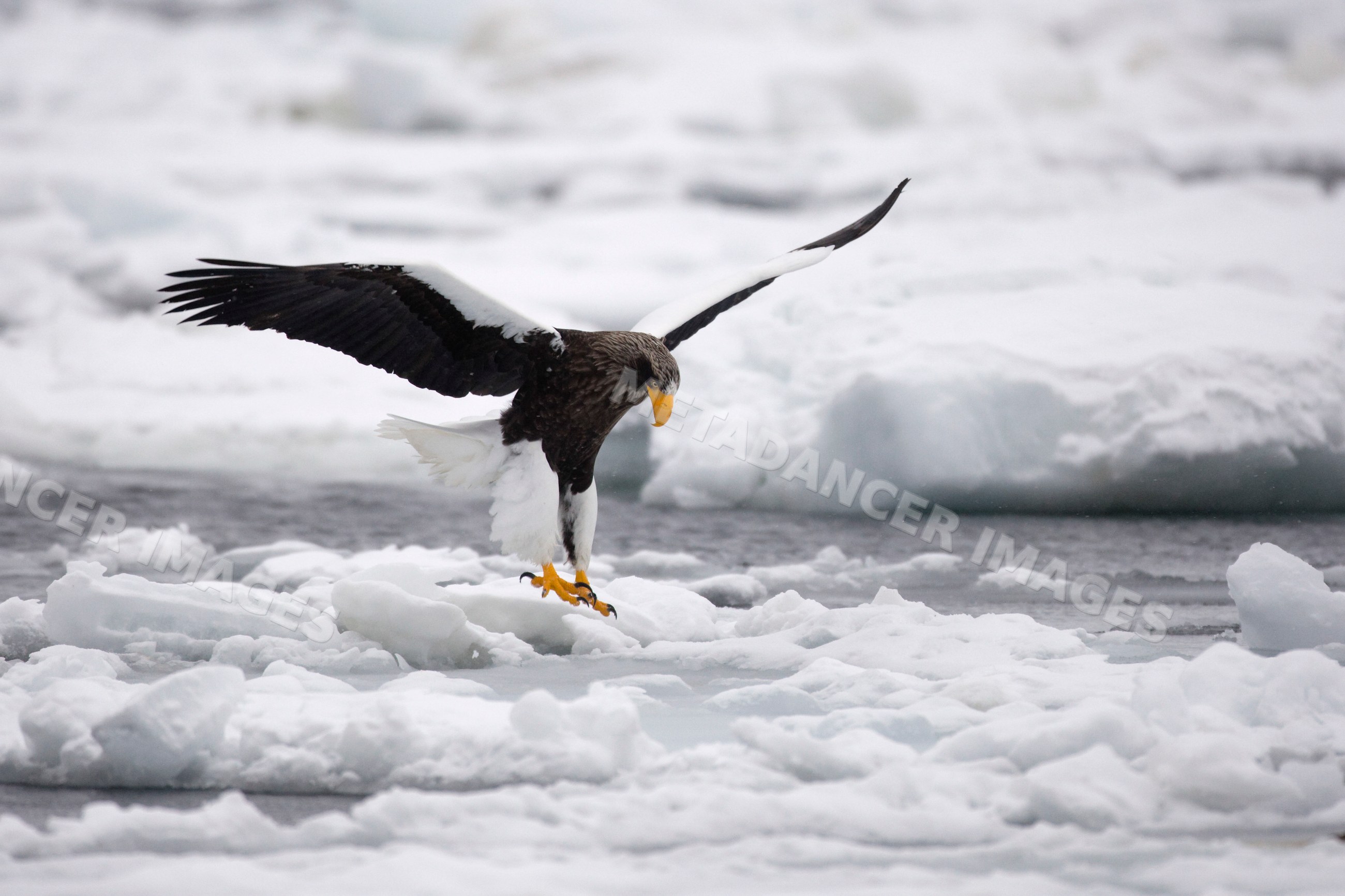 Steller's sea eagle landing on ice floe, hokkaido