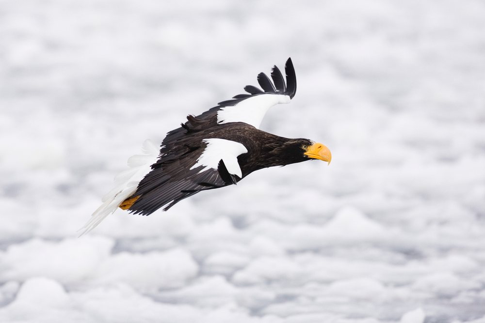 Steller's sea eagle in flight over snowy shiretoko peninsula, hokkaido