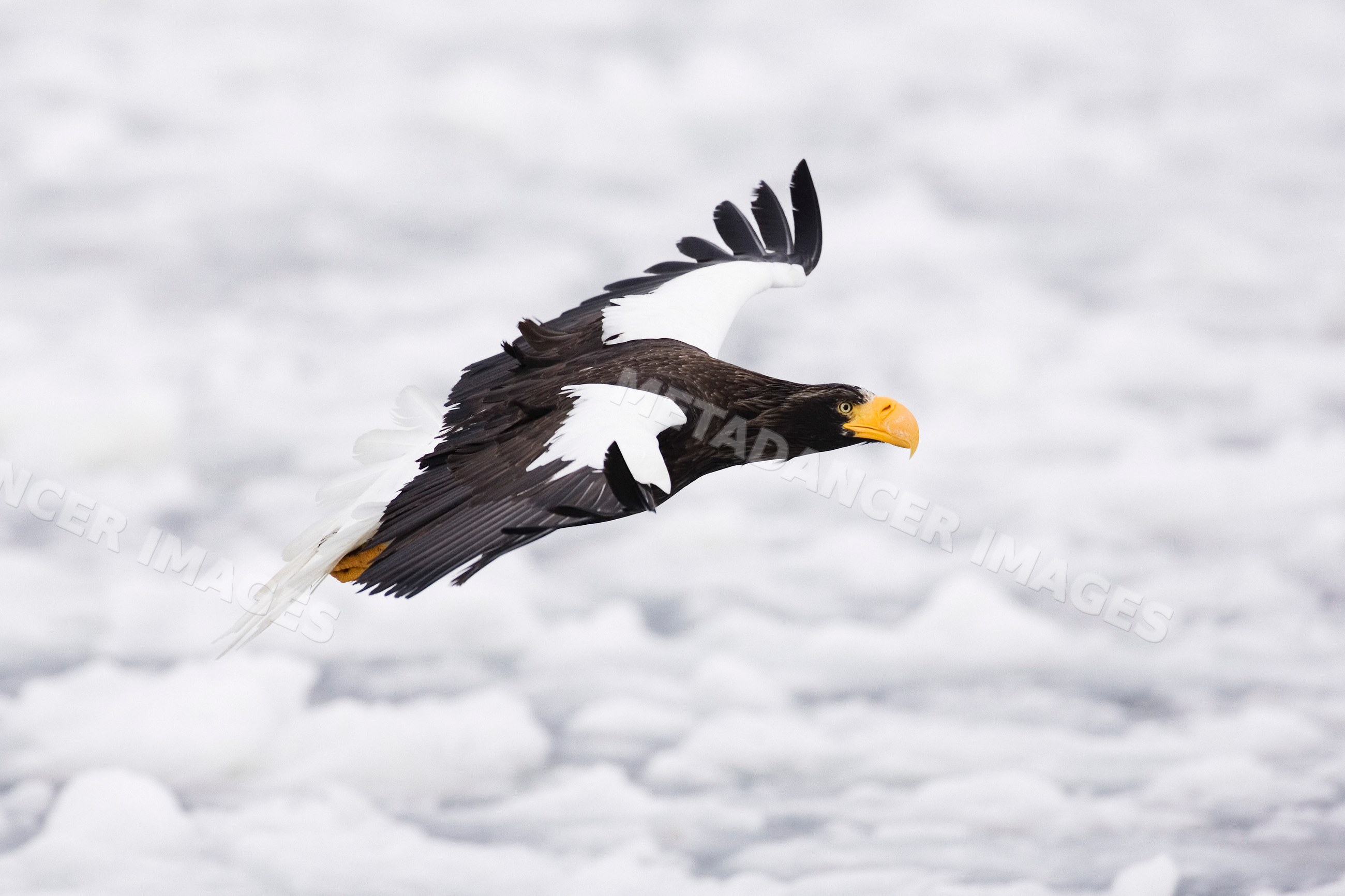 Steller's sea eagle in flight over snowy shiretoko peninsula, hokkaido