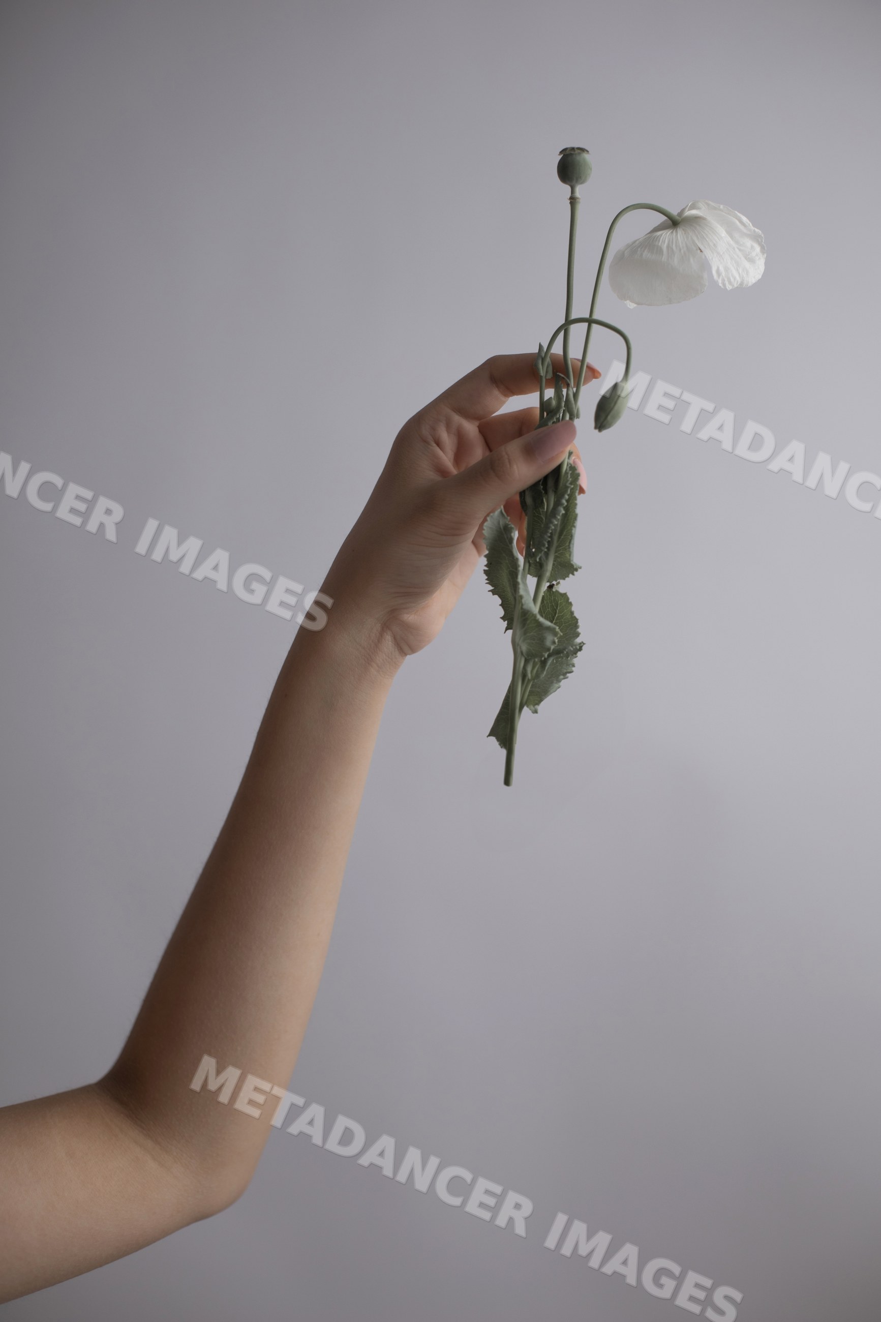 Hand holding delicate white poppy flower with green leaves