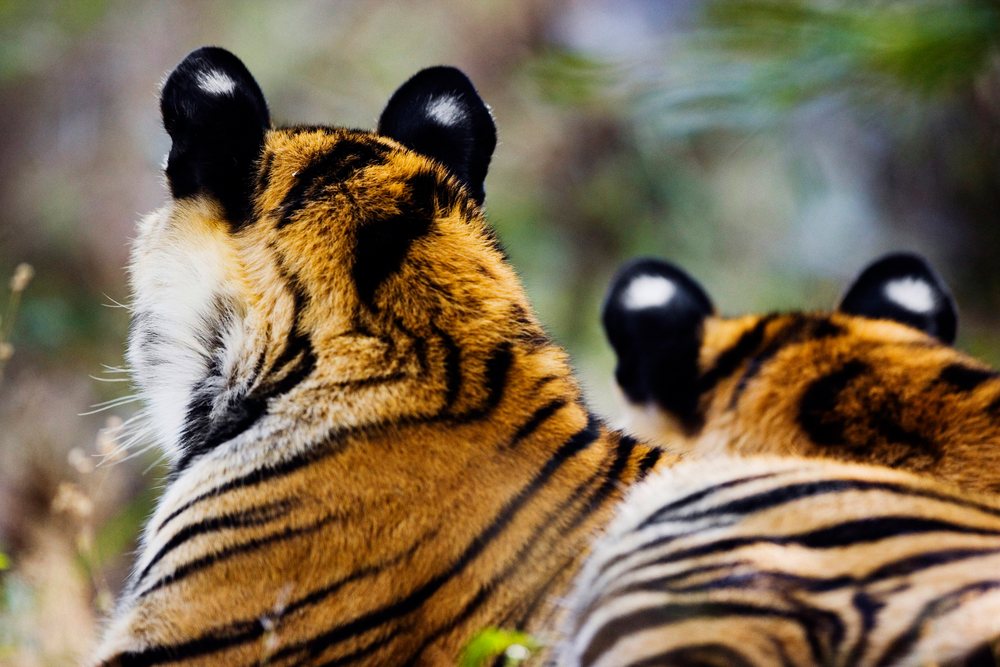 Back view of two tigers displaying striped fur and white ear spots