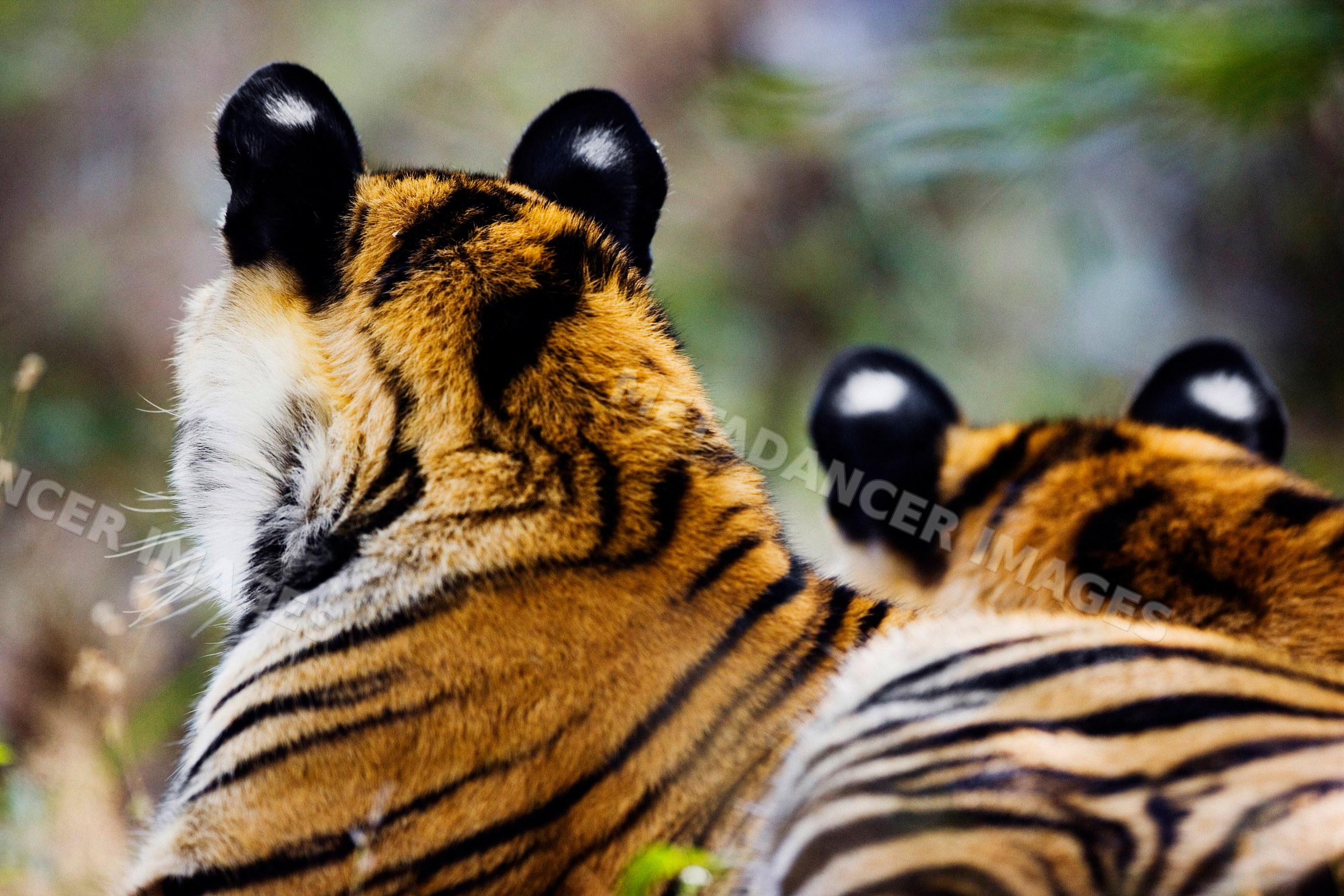 Back view of two tigers displaying striped fur and white ear spots