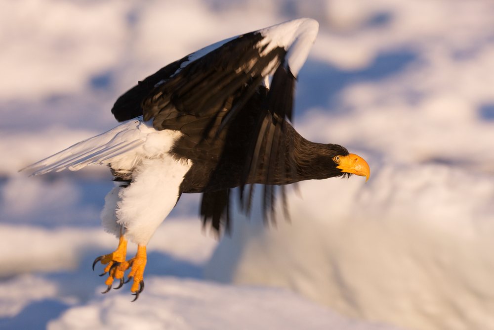 Steller's sea eagle flying over nemuro channel japan