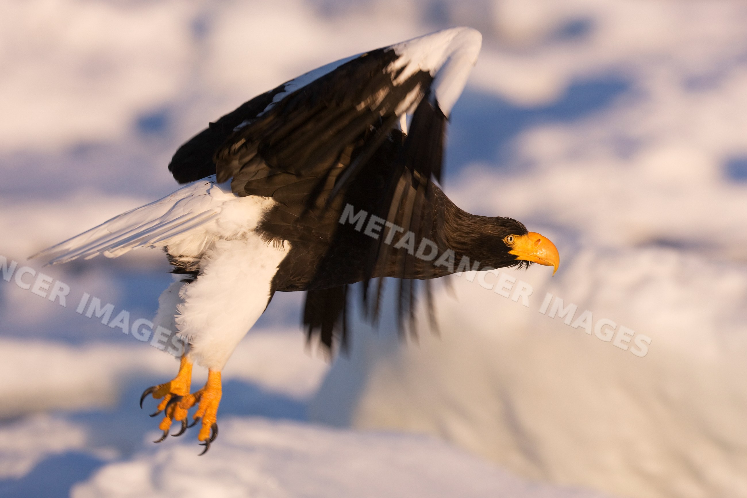 Steller's sea eagle flying over nemuro channel japan
