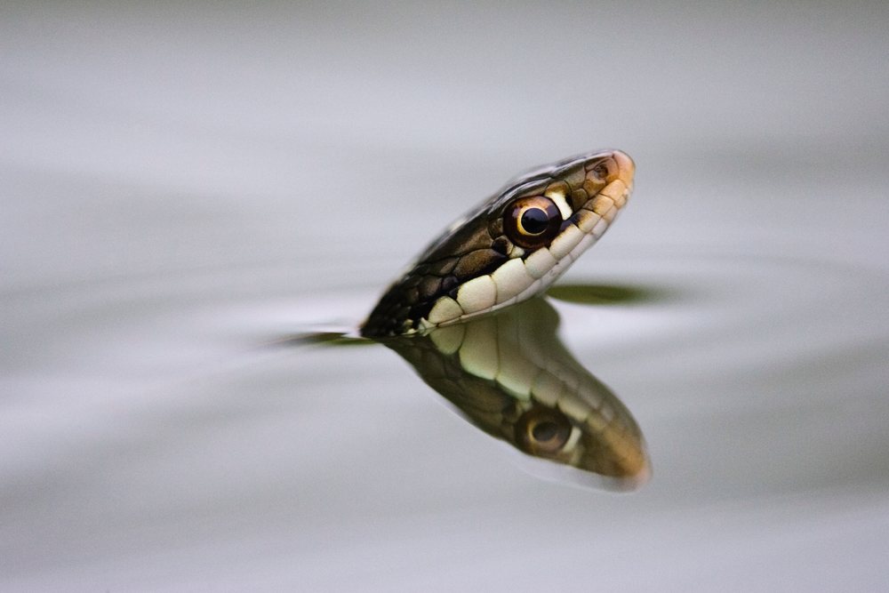 Ribbon snake head emerging in Texas, USA