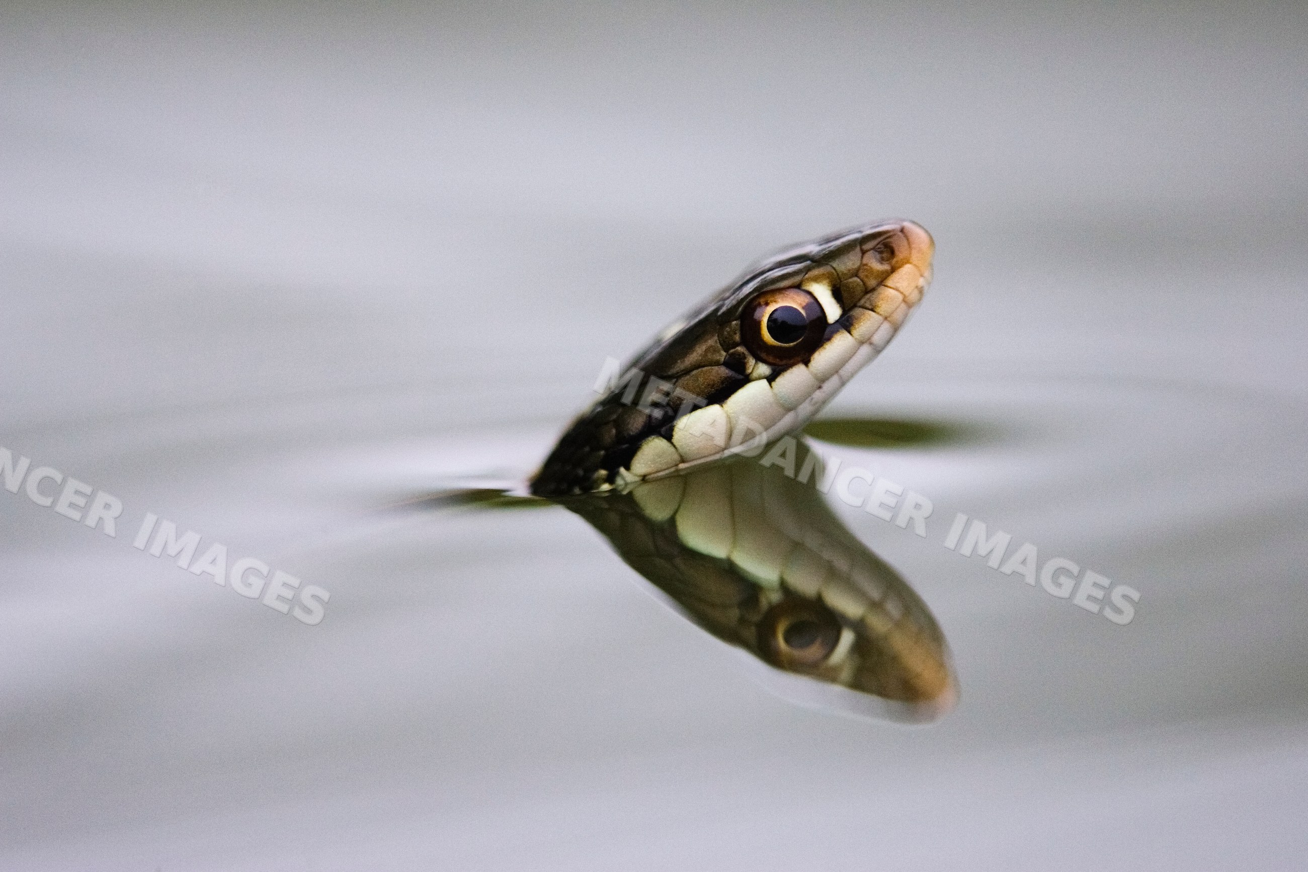 Ribbon snake head emerging in Texas, USA