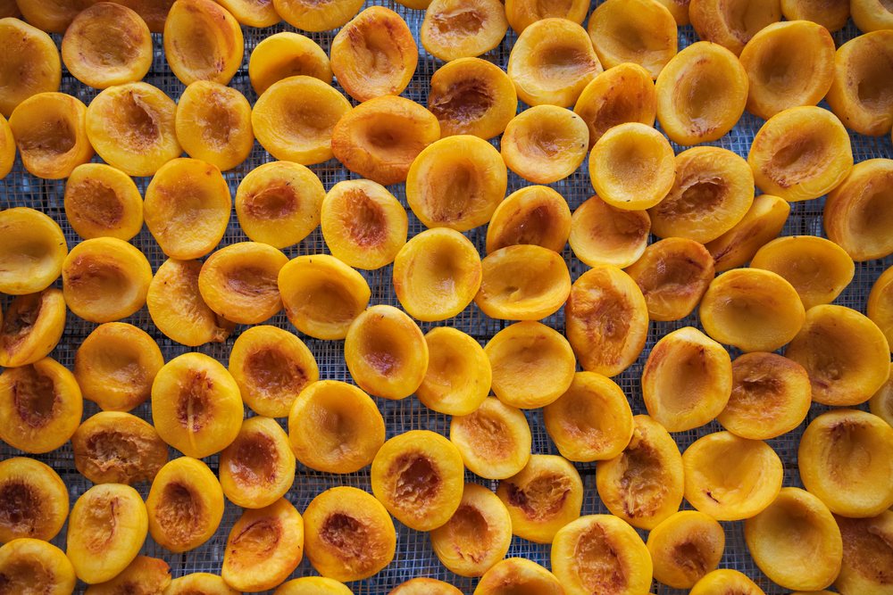 Halved Peaches drying on a food drying rack in arevshat, Armenia