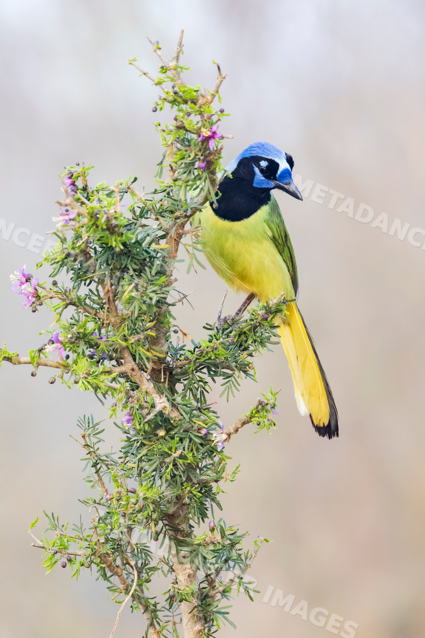 Gren jay perched on a Guayacán Bush