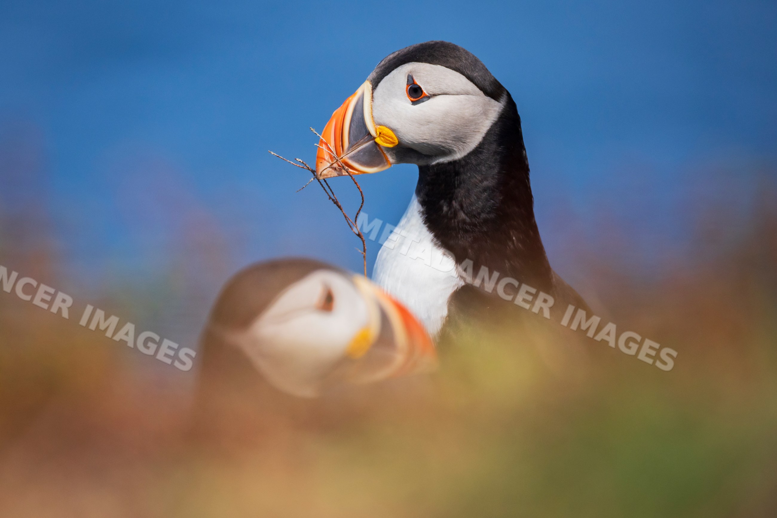 Puffin courting a mate with a twig in elliston