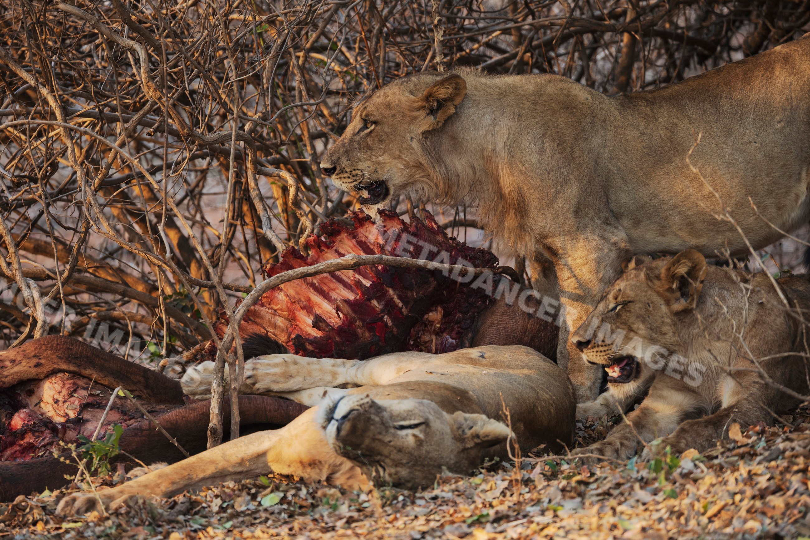 Nsefu pride lions feeding on a Hippo carcass in a park