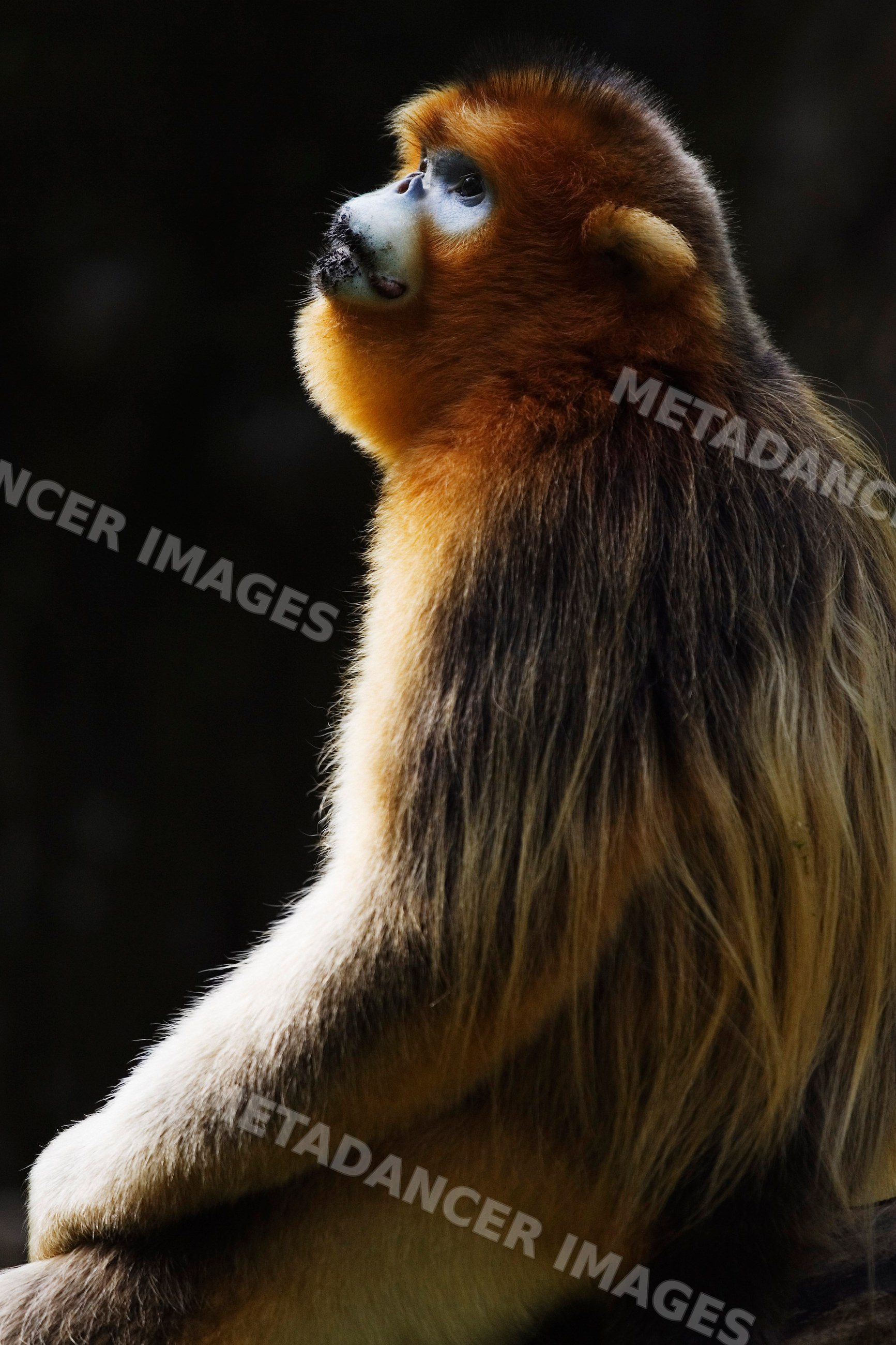 Golden monkey primate in profile china