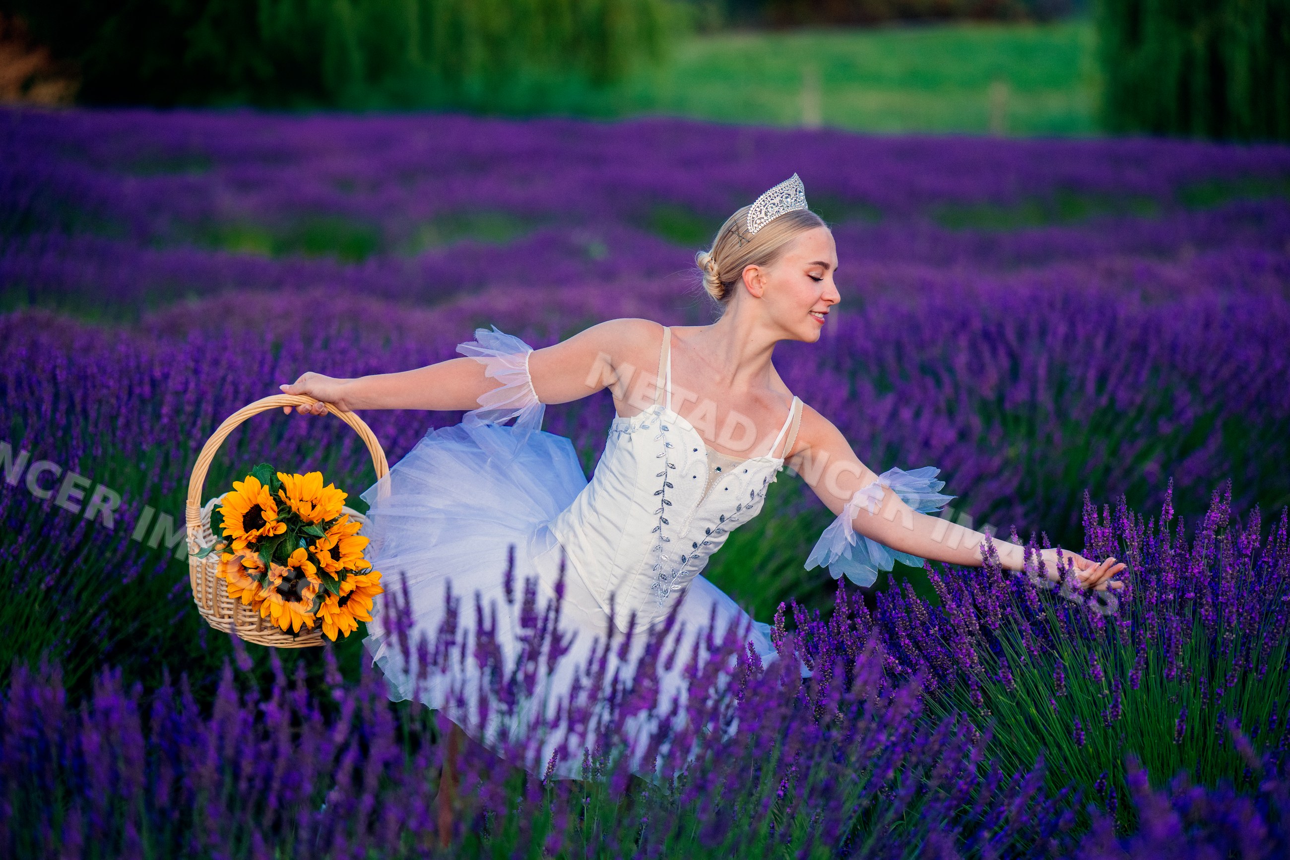 Ballerina dances with sunflowers in a lavender field in wa USA