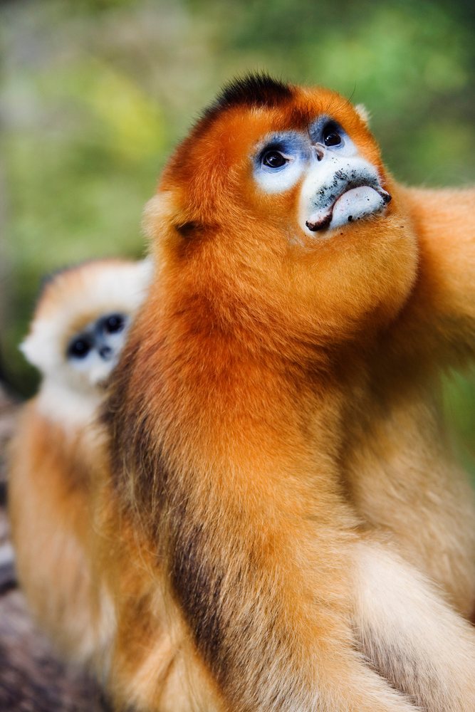 Golden monkey close-up china
