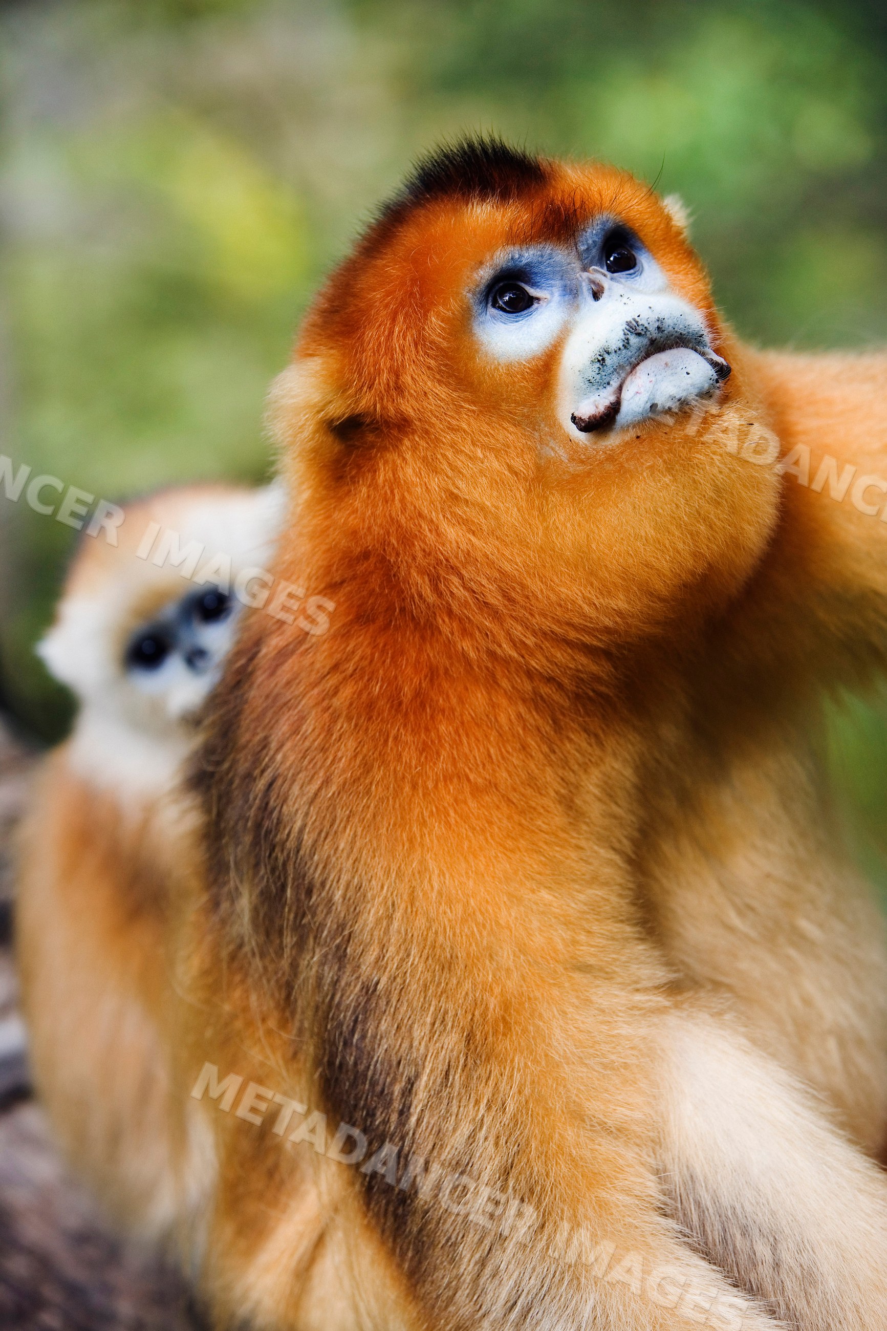 Golden monkey close-up china