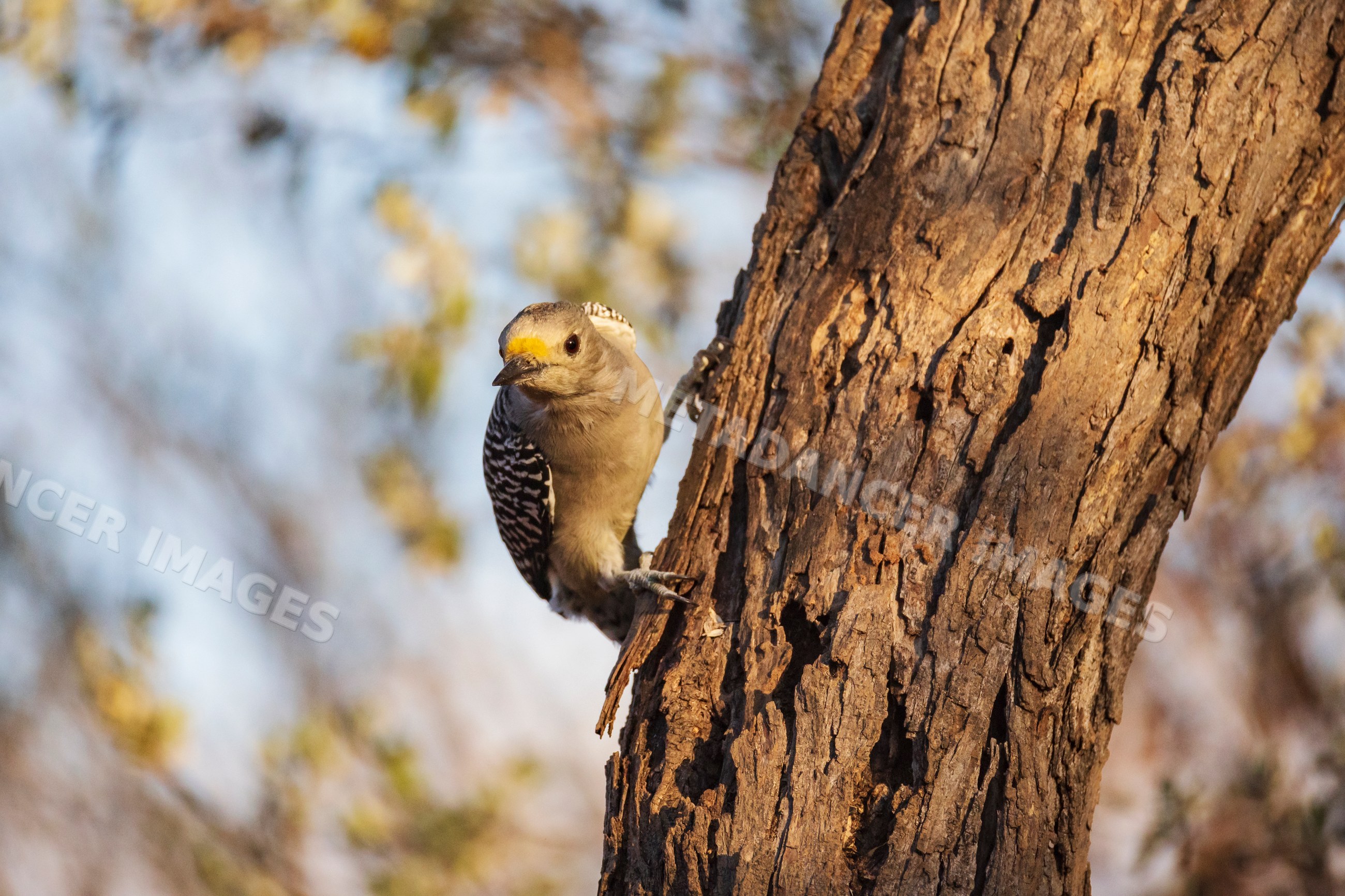 Yellow-fronted woodpecker perching on tree in Texas nature