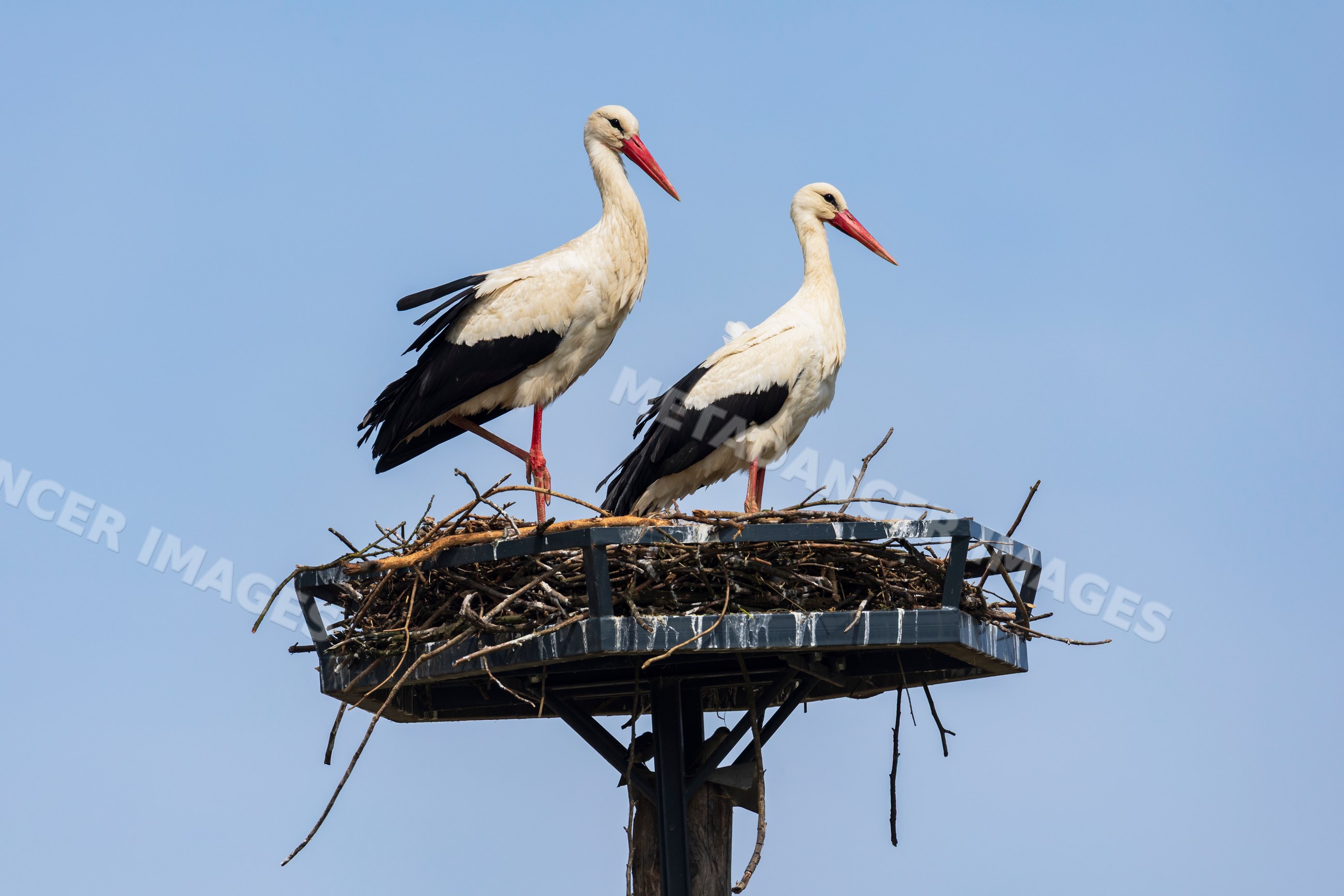 White storks perched on nest
