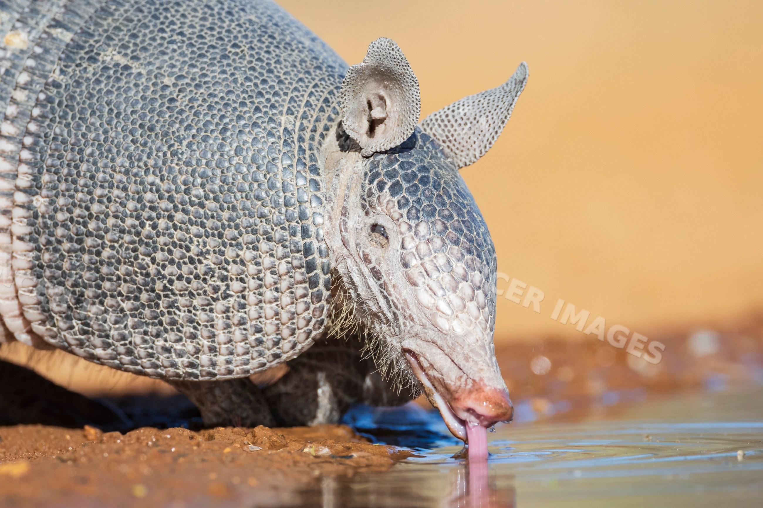 Armadillo drinking water at a waterhole in texas