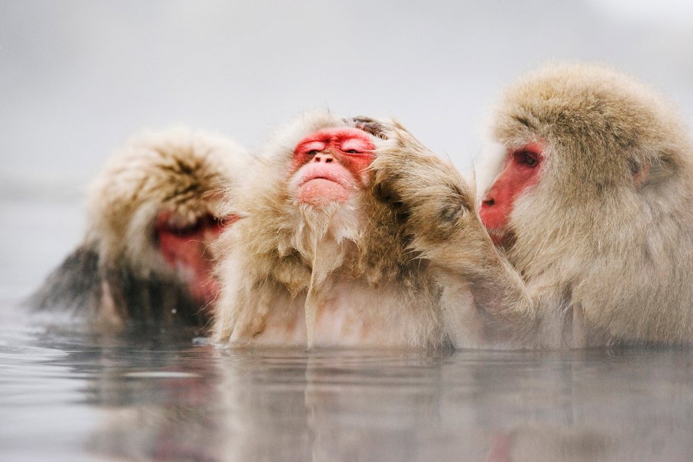 Japanese macaques grooming and relaxing in hot spring, nagano