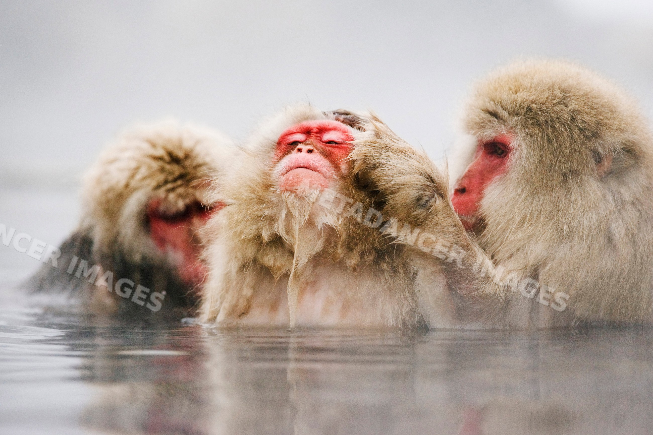 Japanese macaques grooming and relaxing in hot spring, nagano