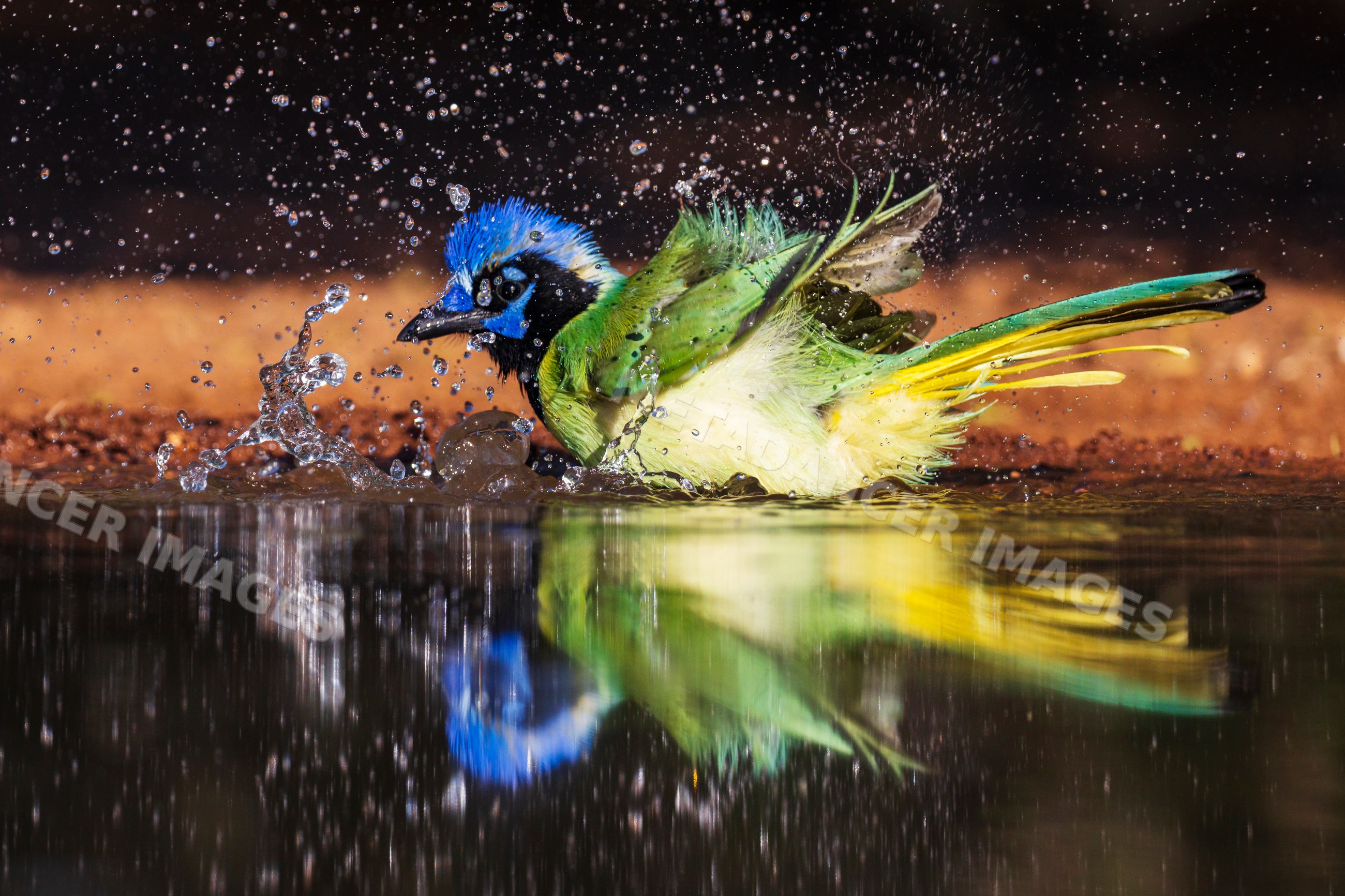 Green Jay bird bathing in water at santa clara Ranch