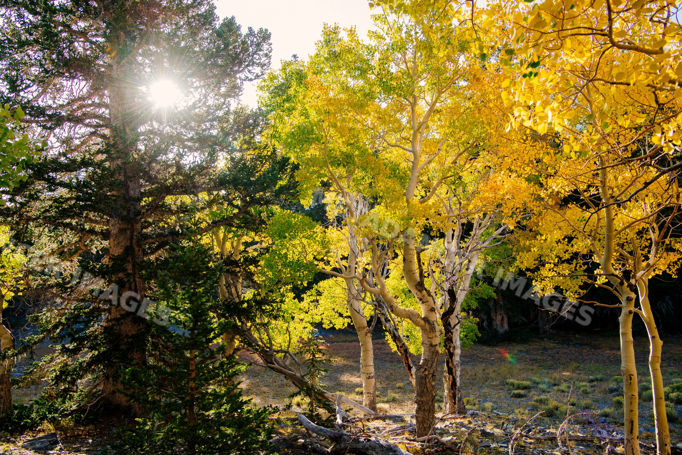 Sunlight filtering through aspen trees with yellow autumn leaves