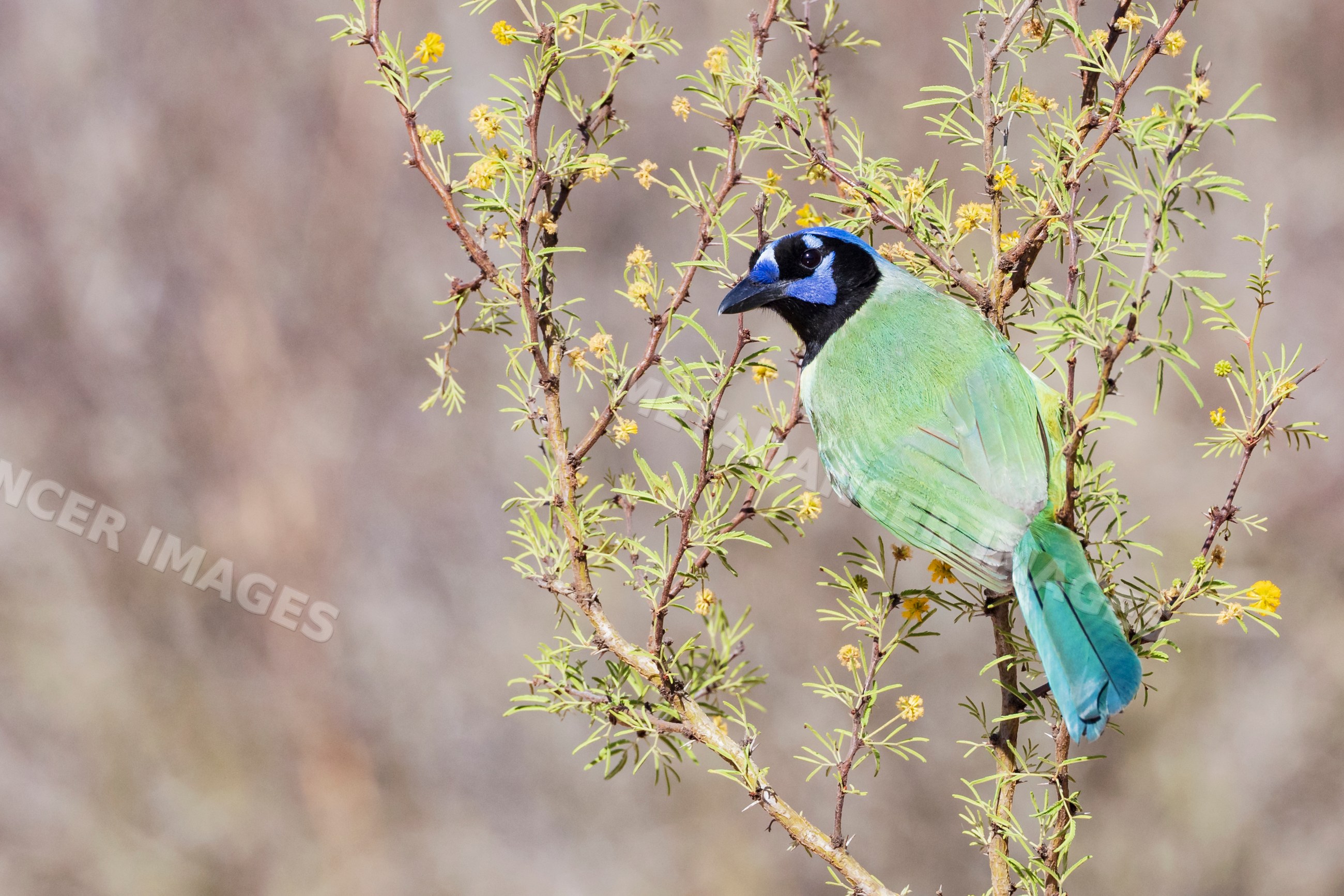 Green Jay perched on Huisache Bush in texas wildlife habitat