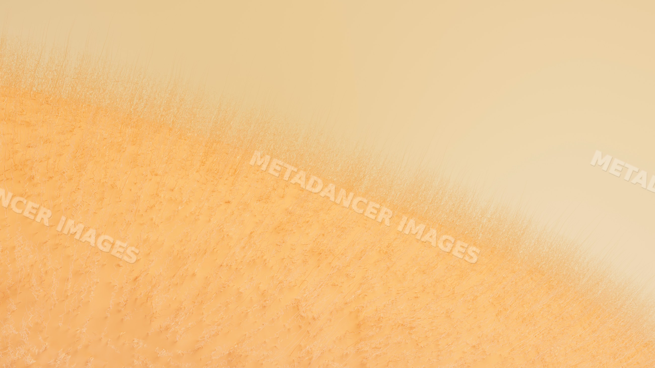 Dry grass field with sparse vegetation and arid ground