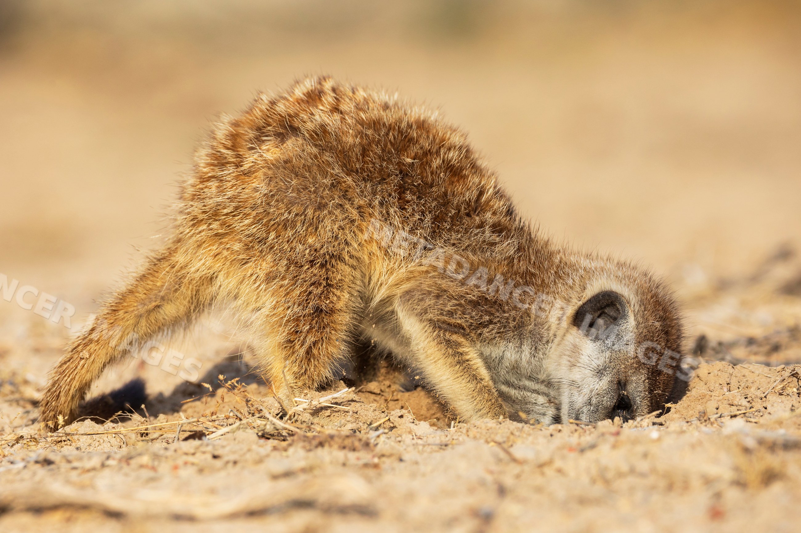 Meerkat foraging by digging in Kalahari Desert, South Africa