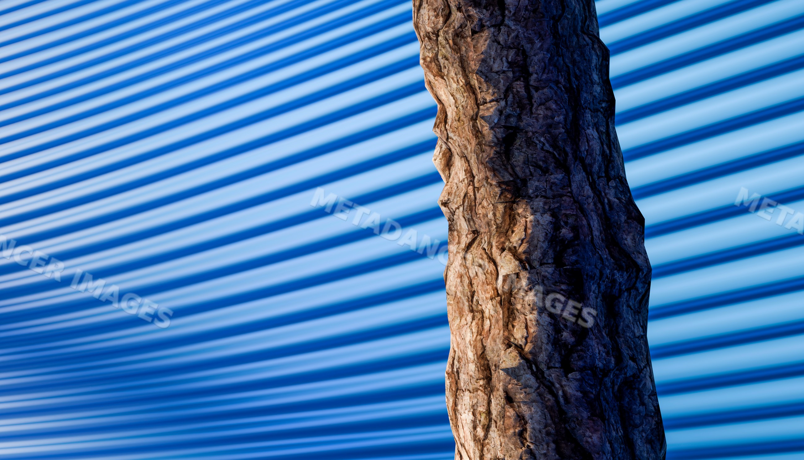 Close-up of a textured tree trunk with shadows on a blue striped wall