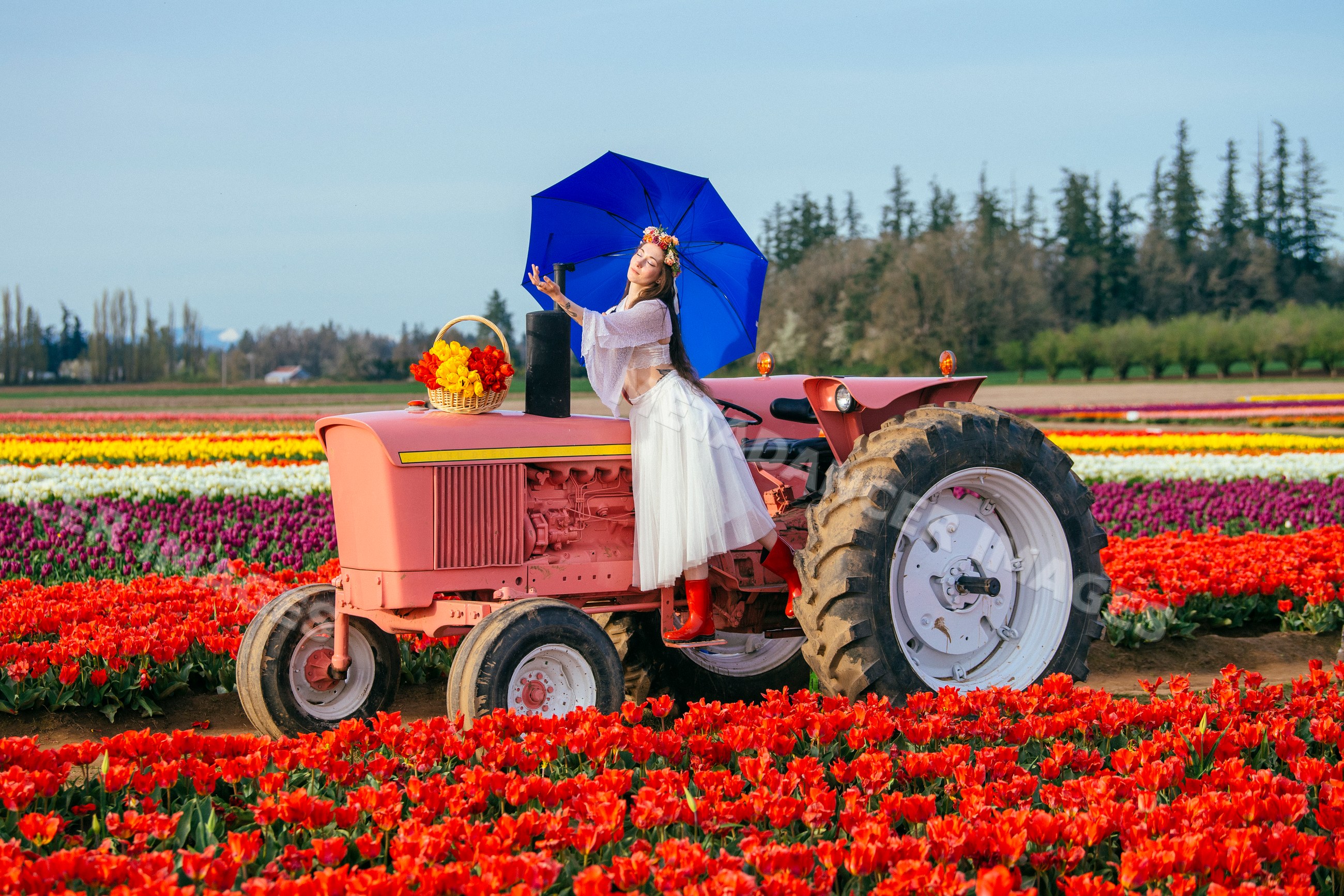 White woman with blue umbrella on pink tractor in tulip field