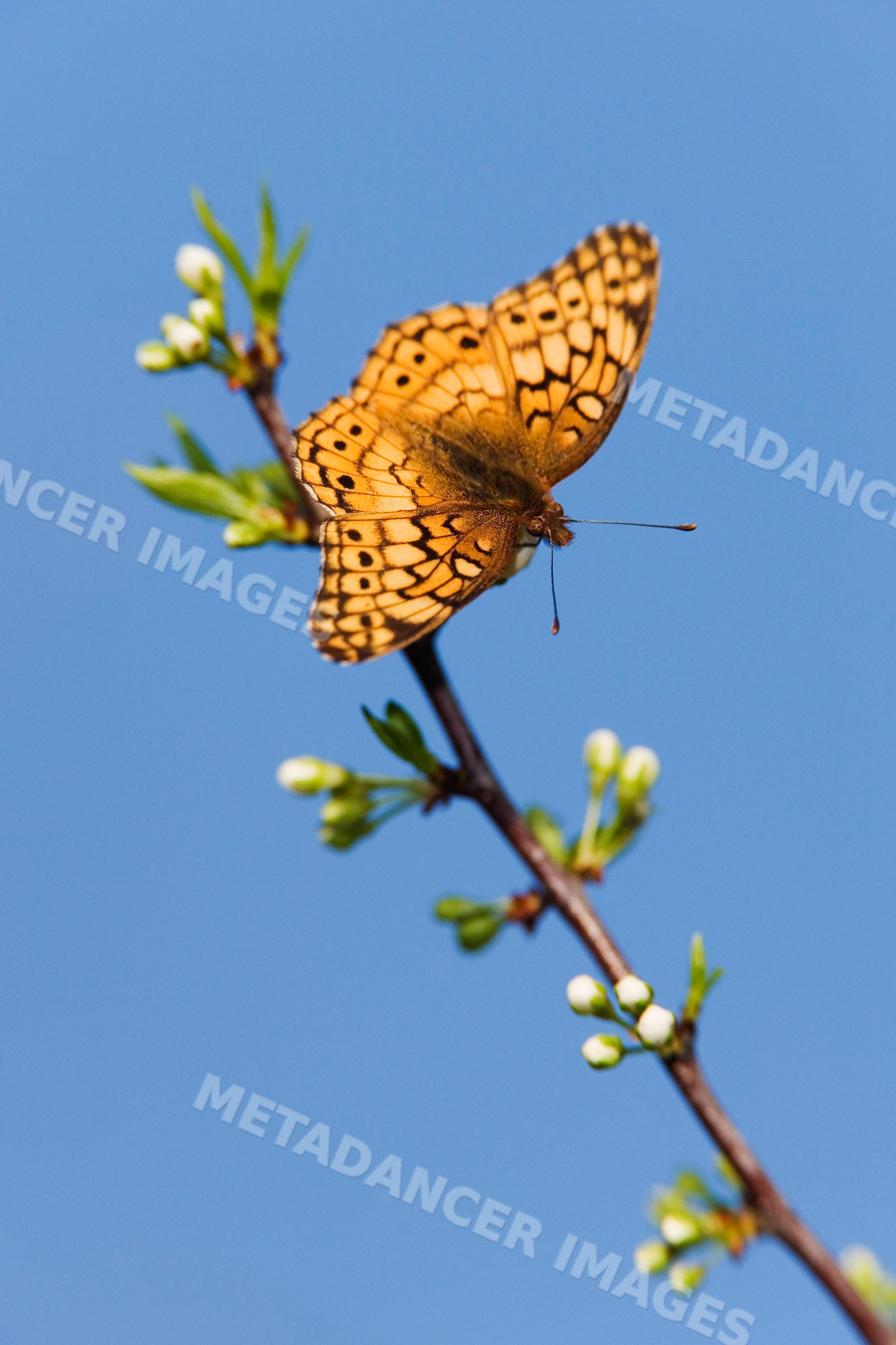 Variegated fritillary butterfly on budding branch against blue sky