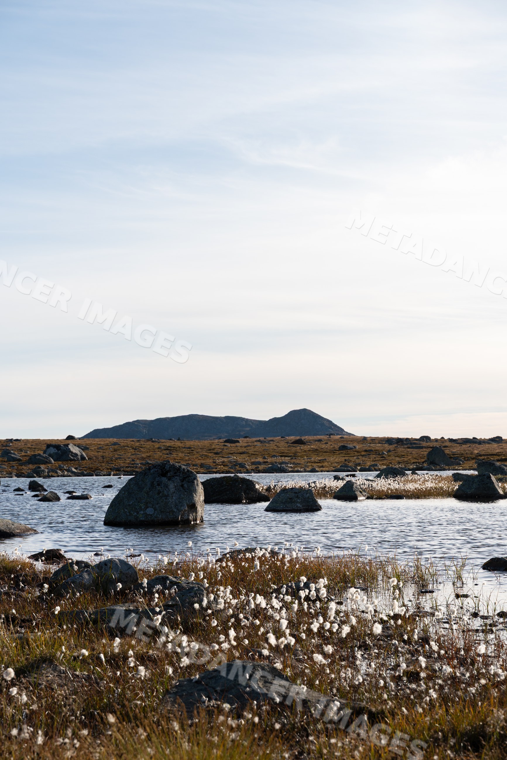 Norway tundra landscape with lake, rocks, cotton flowers, and mountain