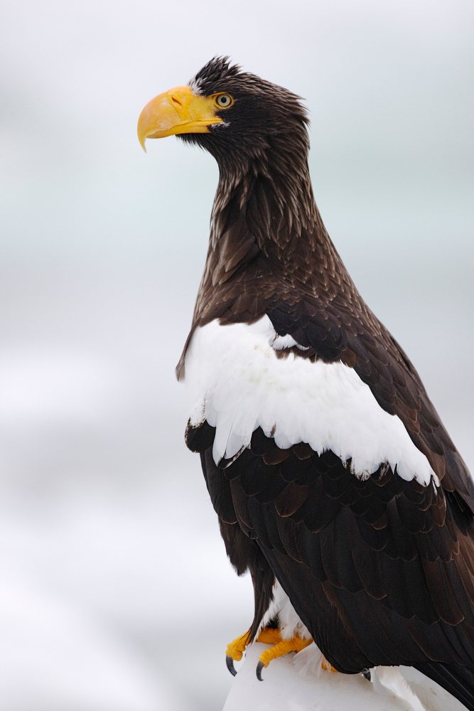 Steller's sea eagle perched along nemuro channel, hokkaido japan