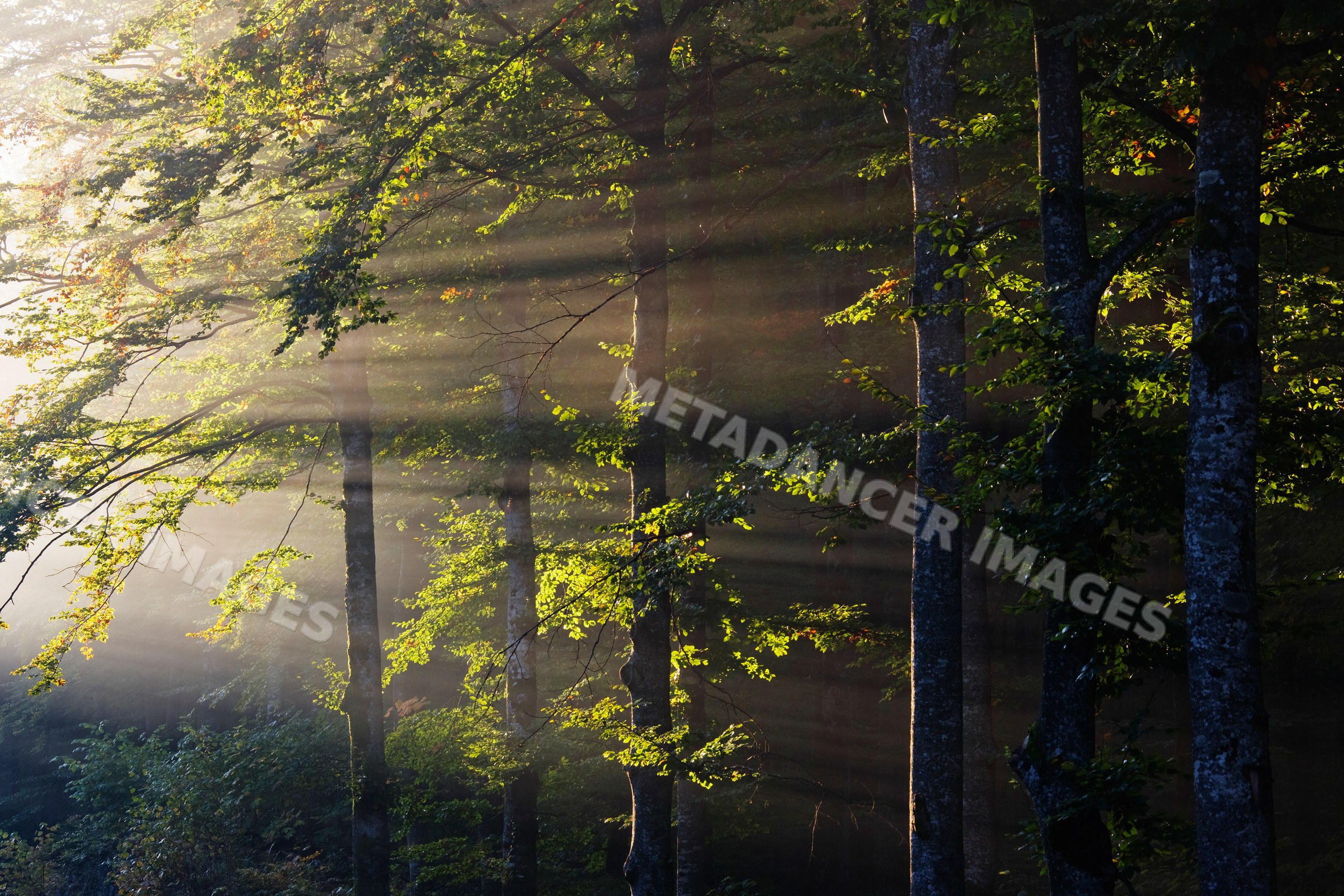 Sunlight streaming through foggy forest trees