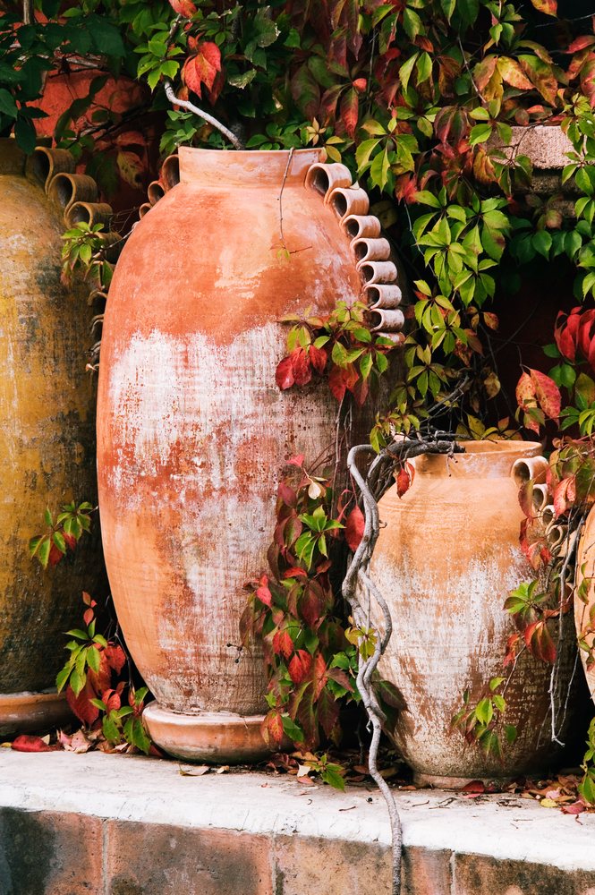 Terracotta planters with climbing vines mexico